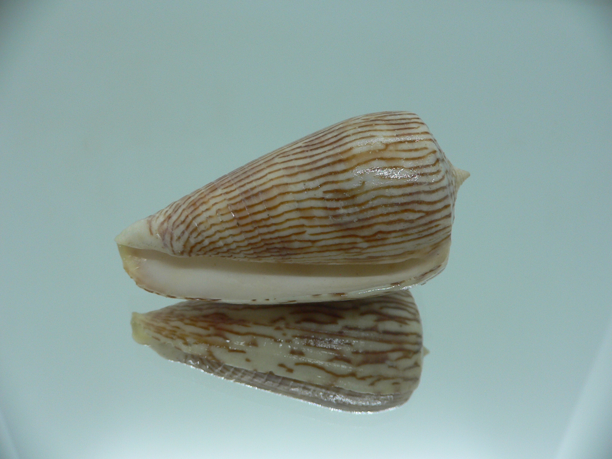 Conus kuroharai