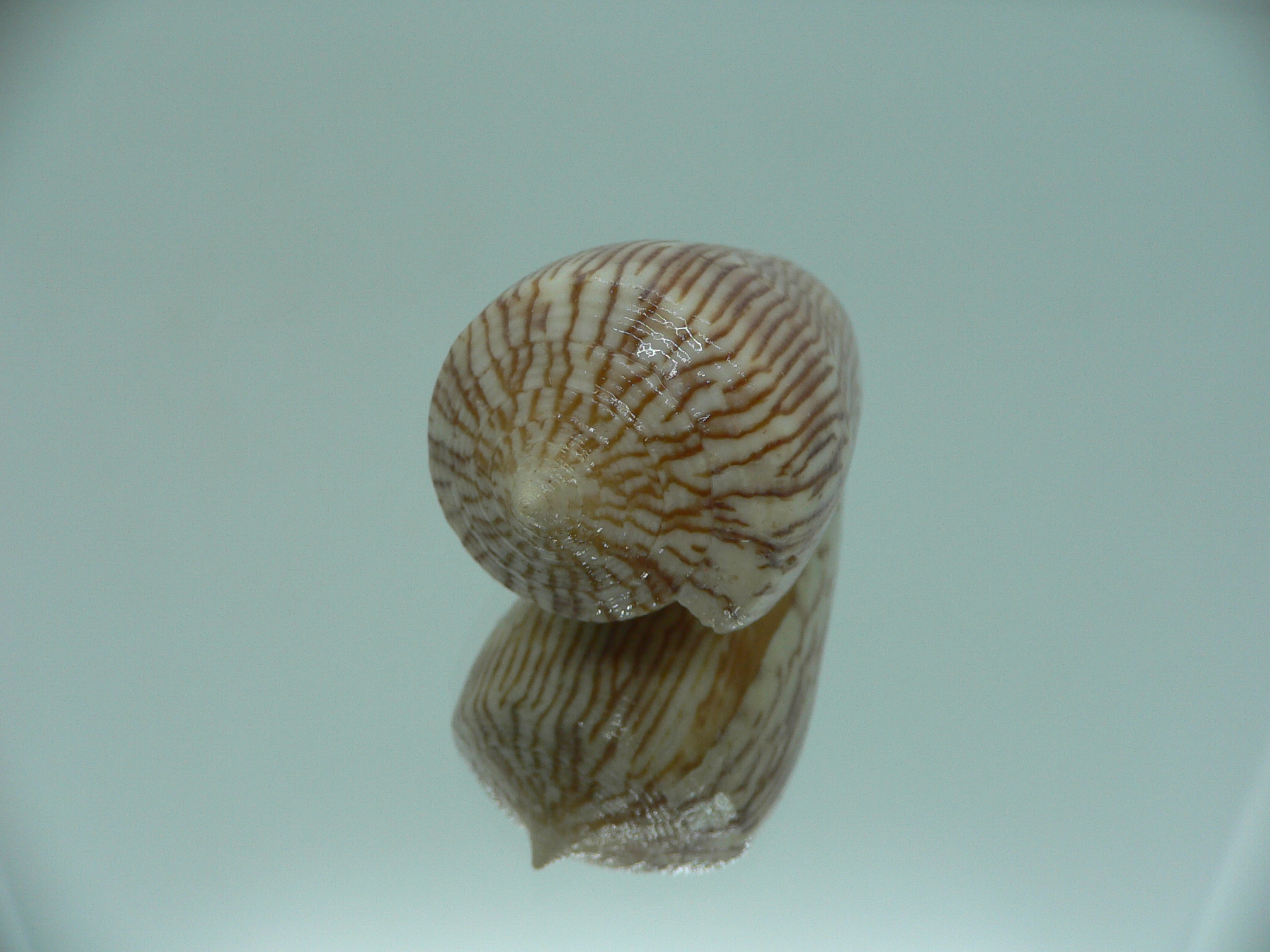Conus kuroharai