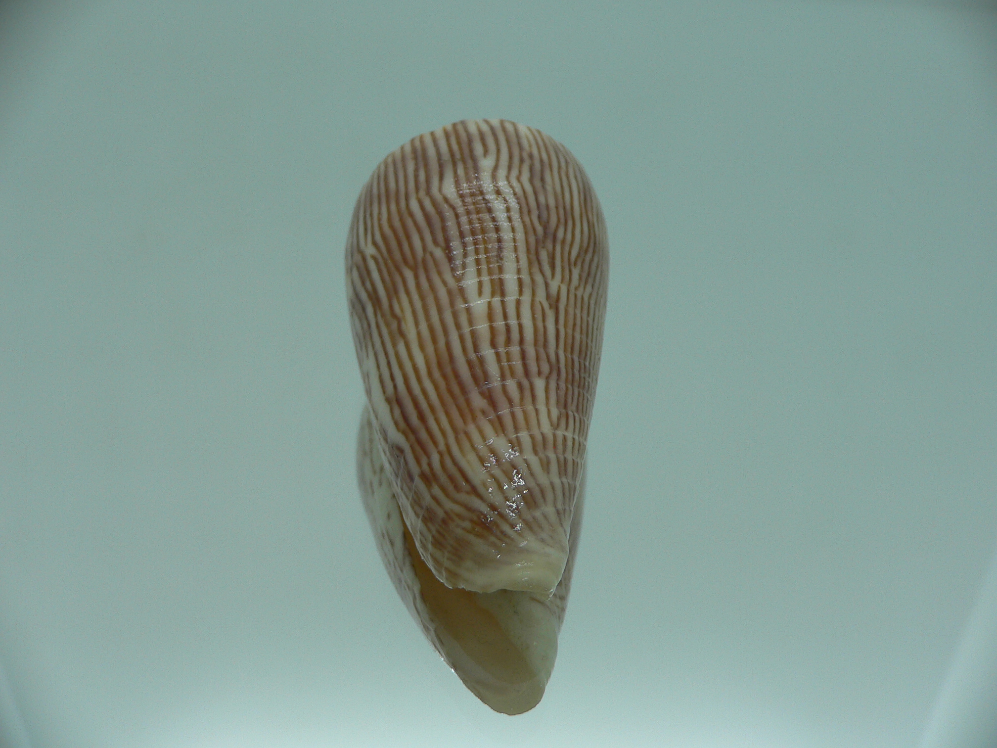 Conus kuroharai