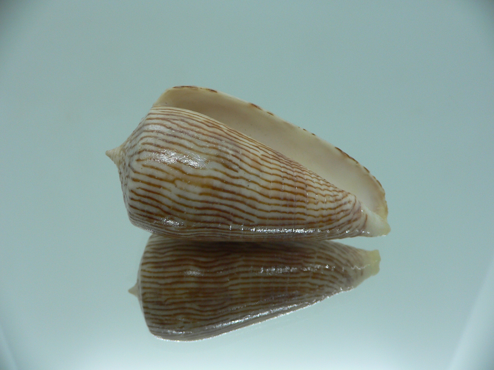 Conus kuroharai