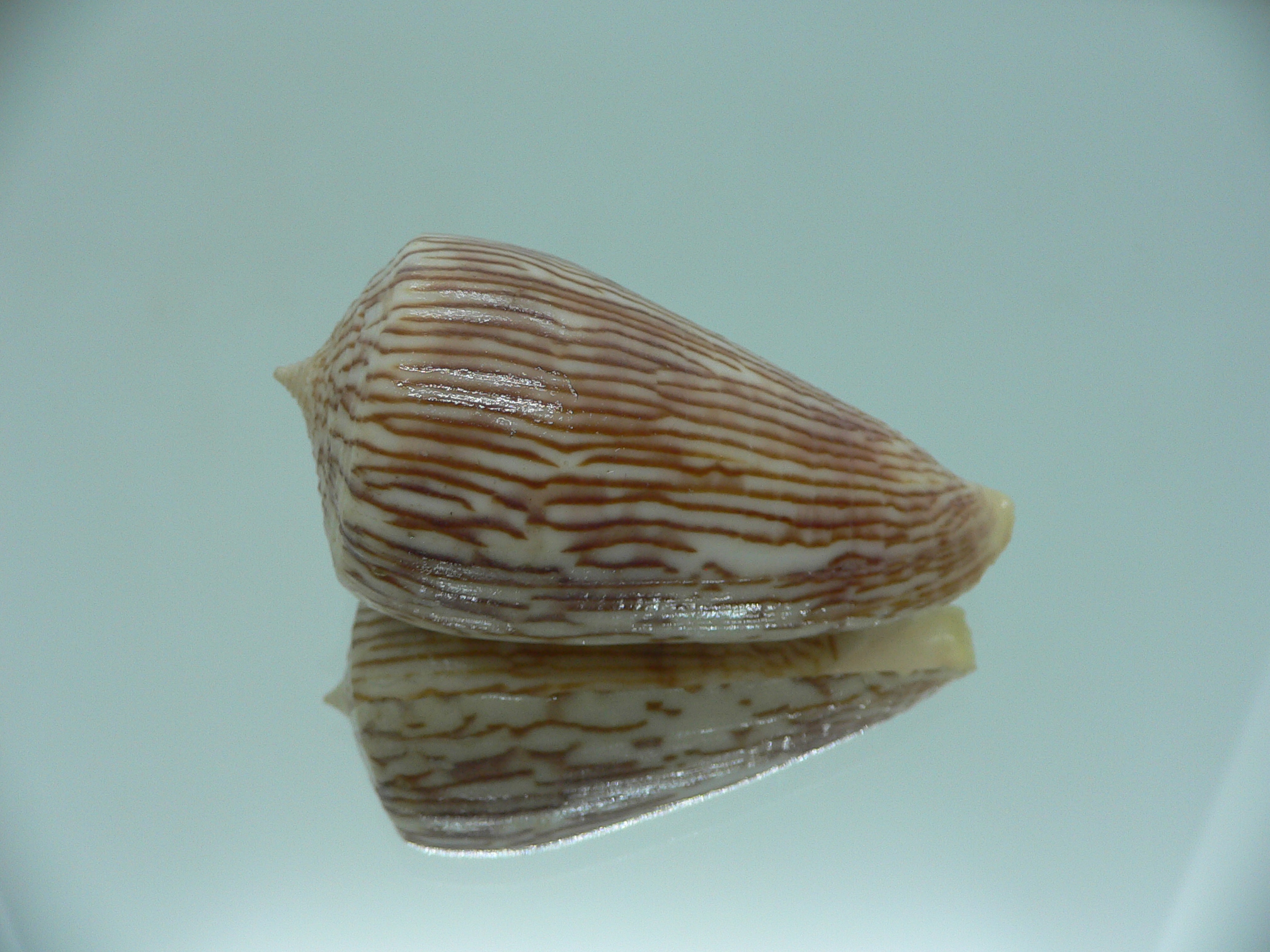 Conus kuroharai