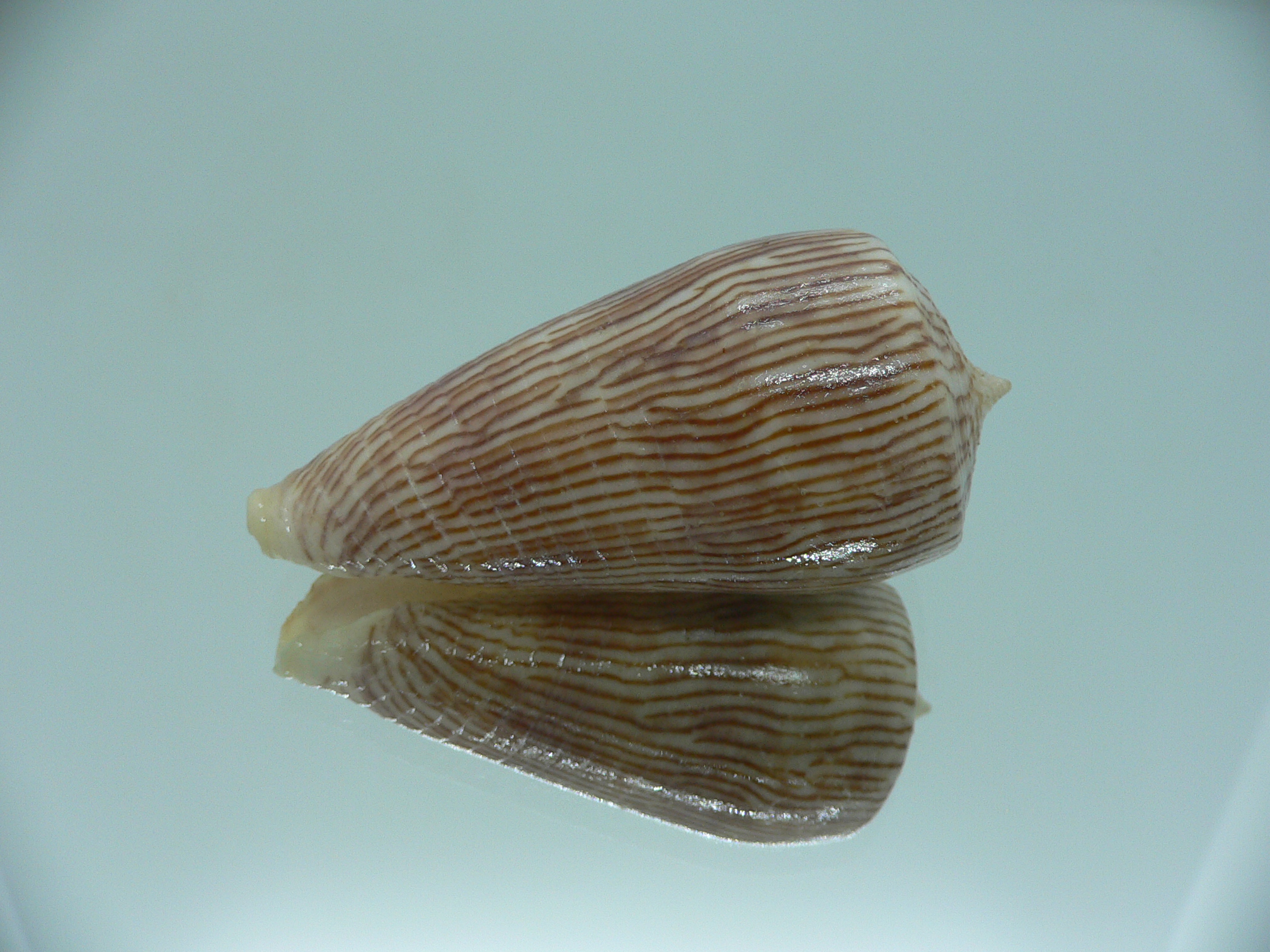 Conus kuroharai