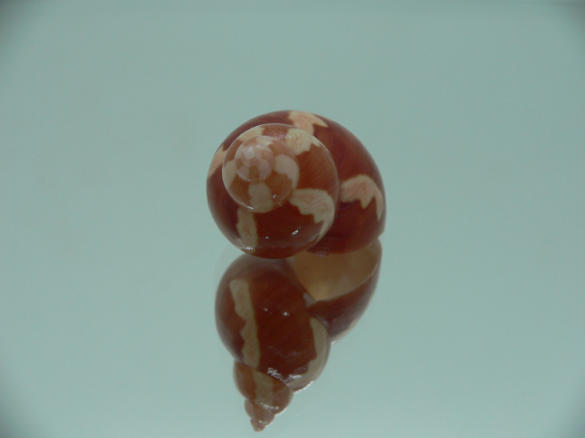 Phasianella ventricosa ENDEMIC & STRIPES