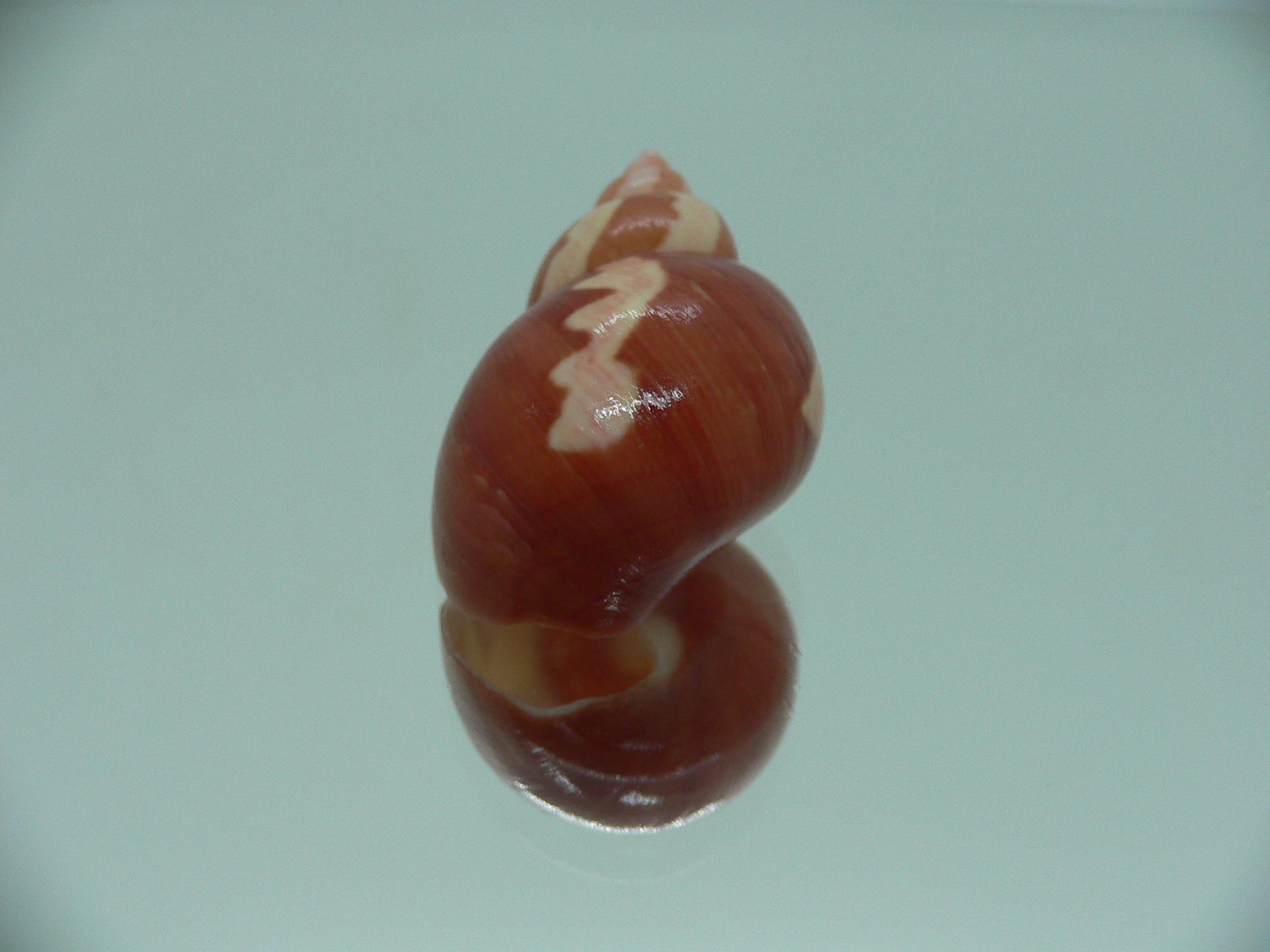 Phasianella ventricosa ENDEMIC & STRIPES