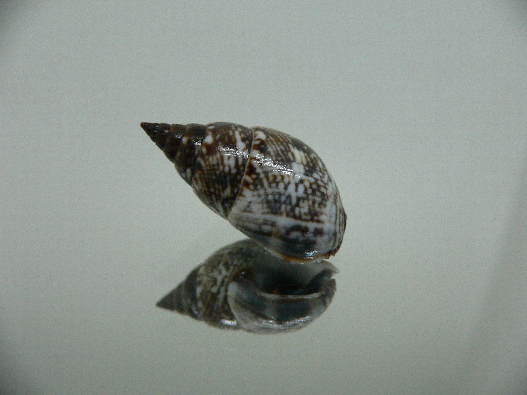 Nassarius tadjallii