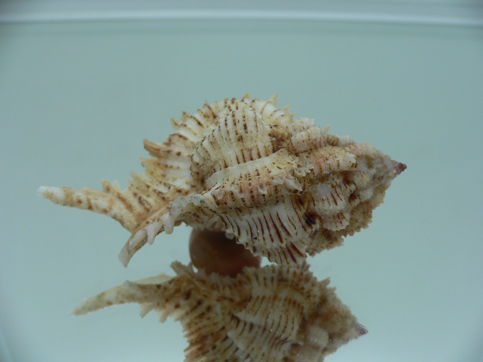 Chicomurex superbus BIG & IDEAL