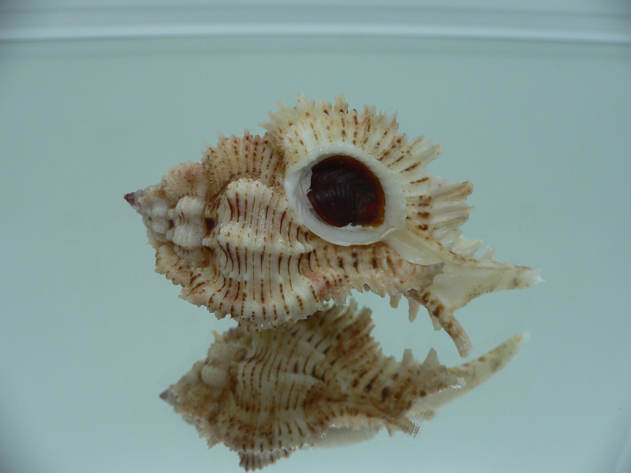 Chicomurex superbus BIG & IDEAL