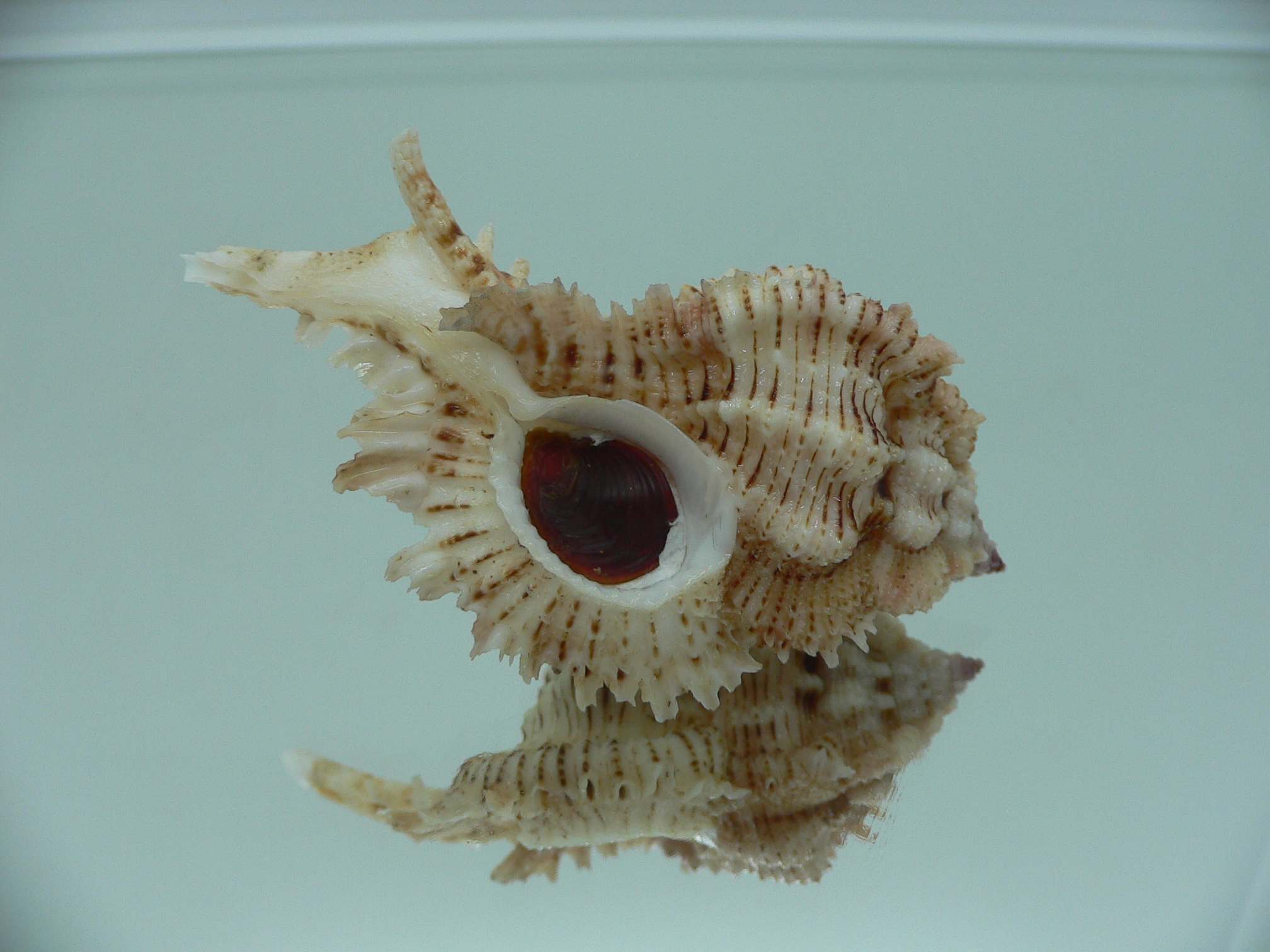 Chicomurex superbus BIG & IDEAL