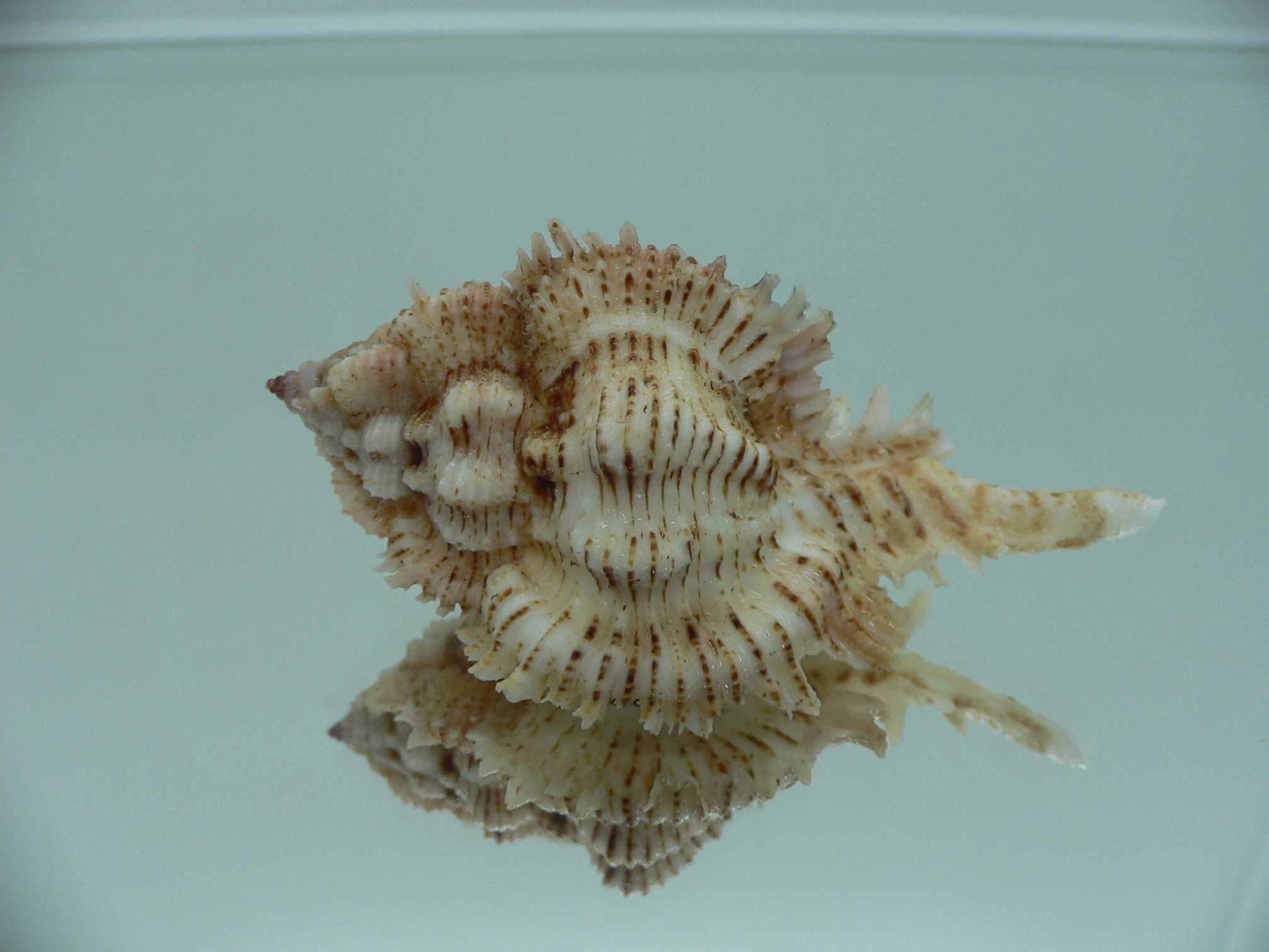 Chicomurex superbus BIG & IDEAL