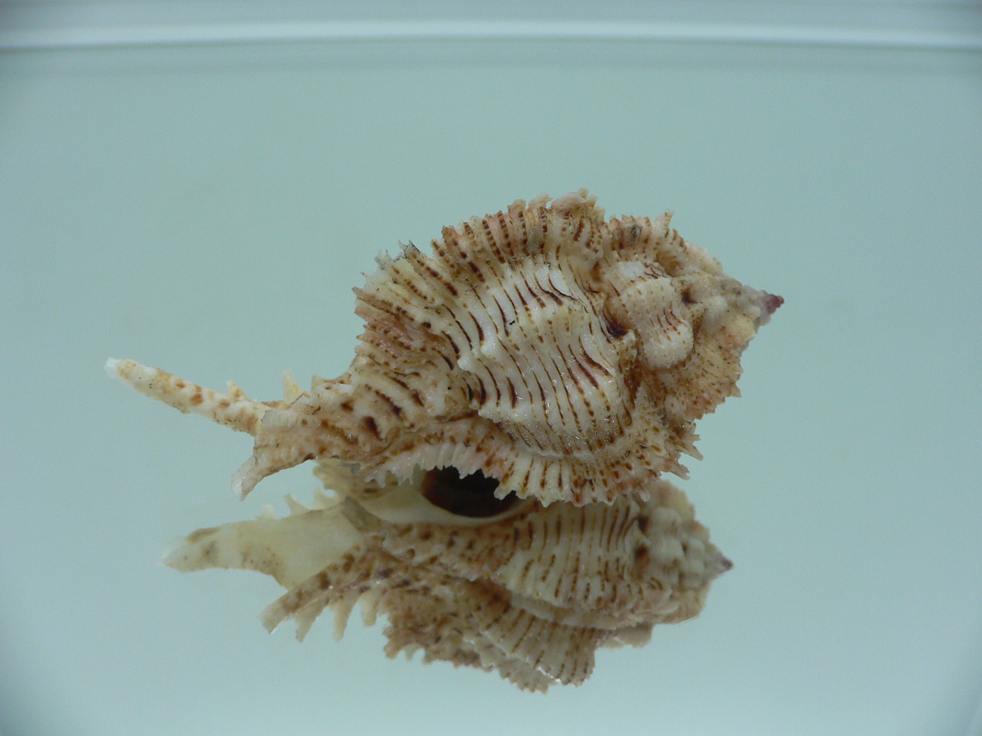 Chicomurex superbus BIG & IDEAL