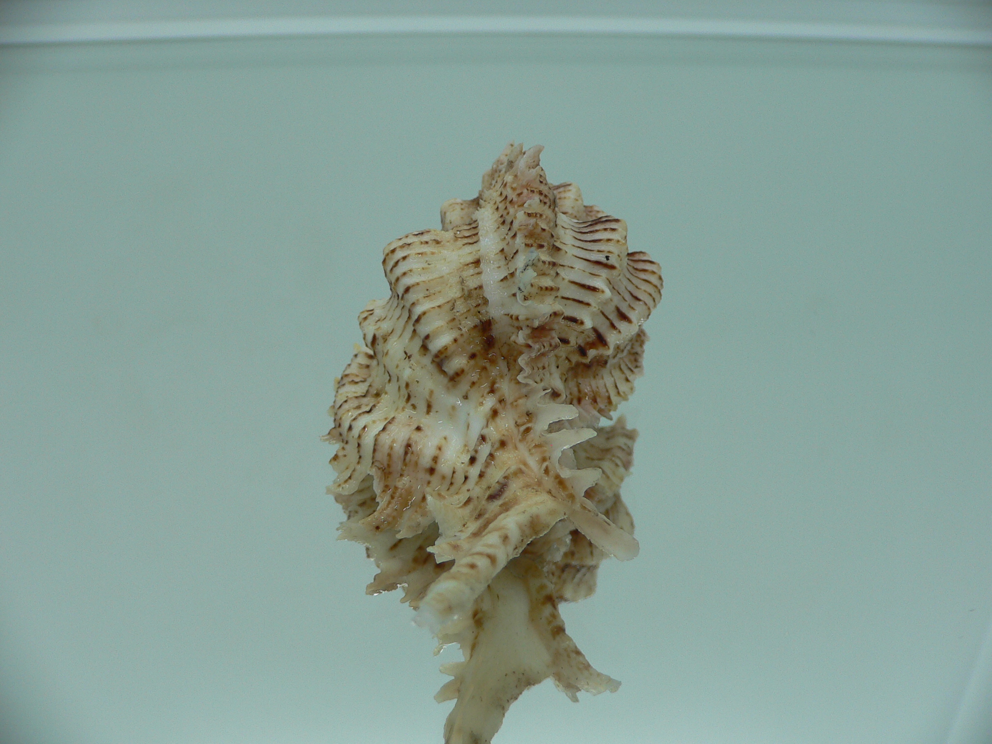 Chicomurex superbus BIG & IDEAL