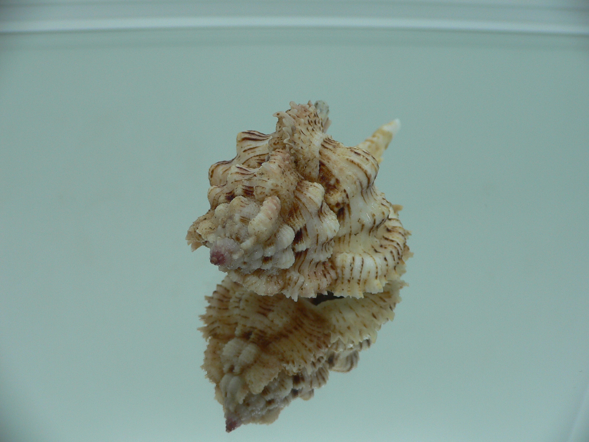 Chicomurex superbus BIG & IDEAL