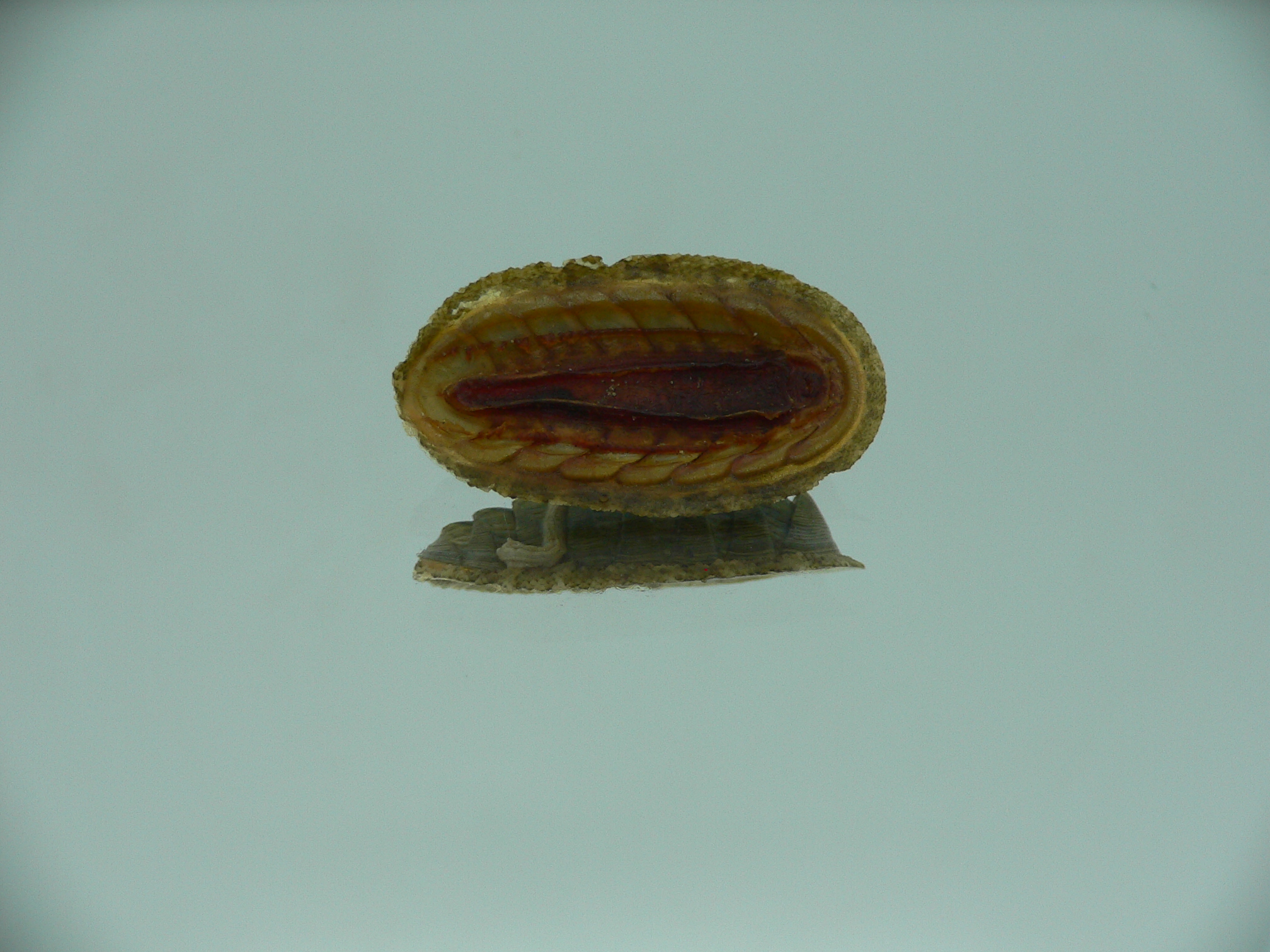 Rhyssoplax diaphora ENDEMIC & GROWTH