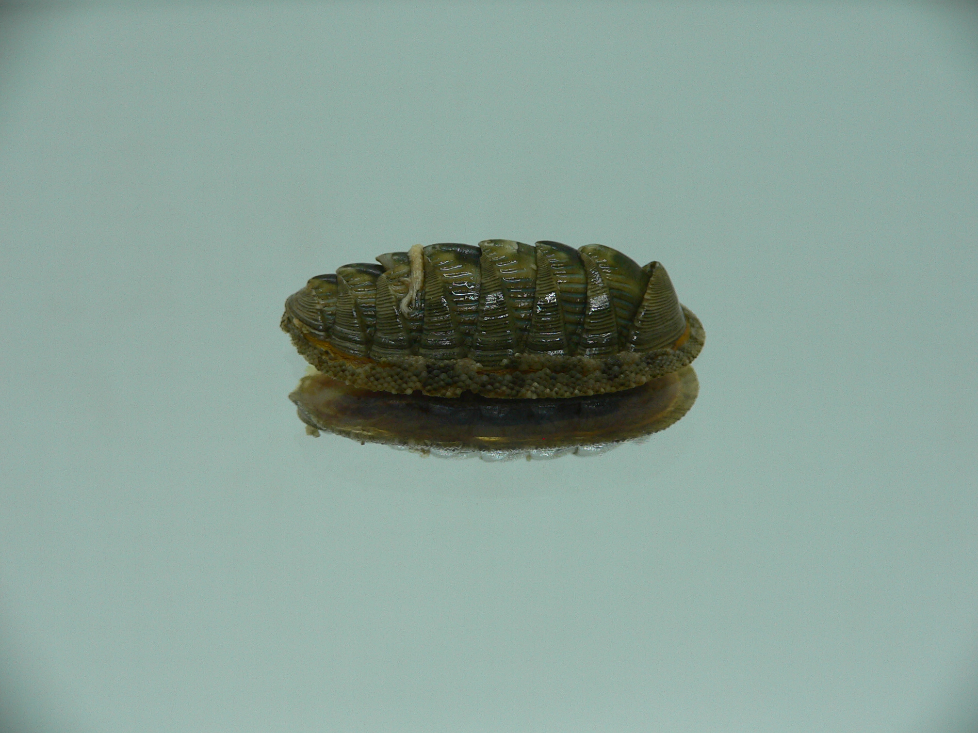 Rhyssoplax diaphora ENDEMIC & GROWTH