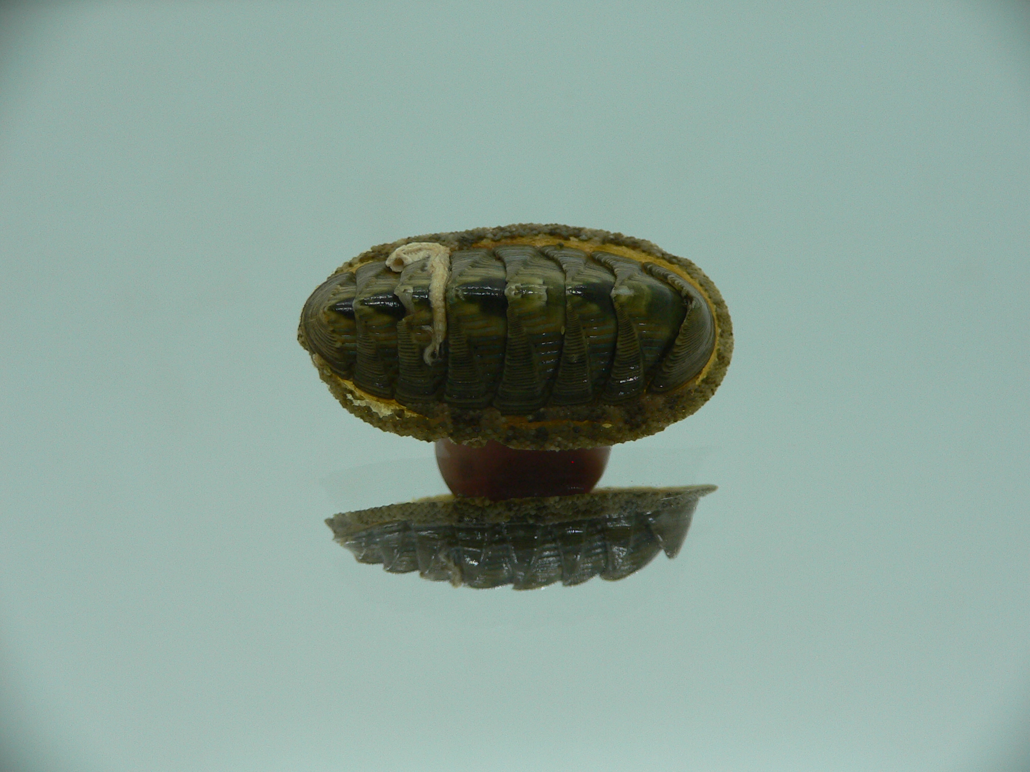 Rhyssoplax diaphora ENDEMIC & GROWTH