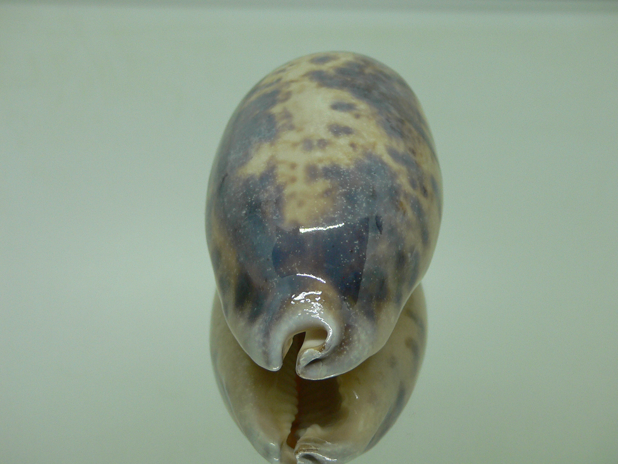 Cypraea testudinaria OVERGLAZE