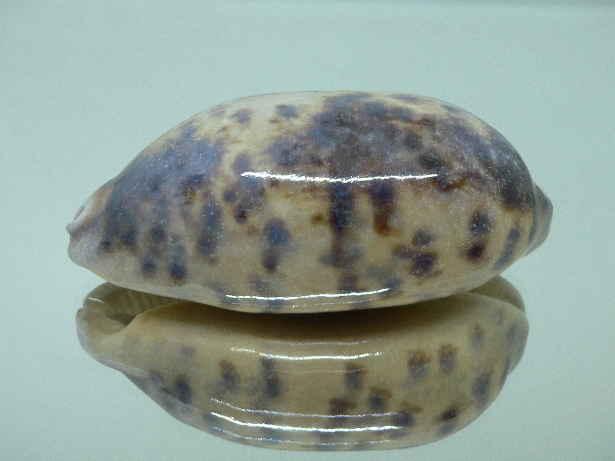 Cypraea testudinaria OVERGLAZE