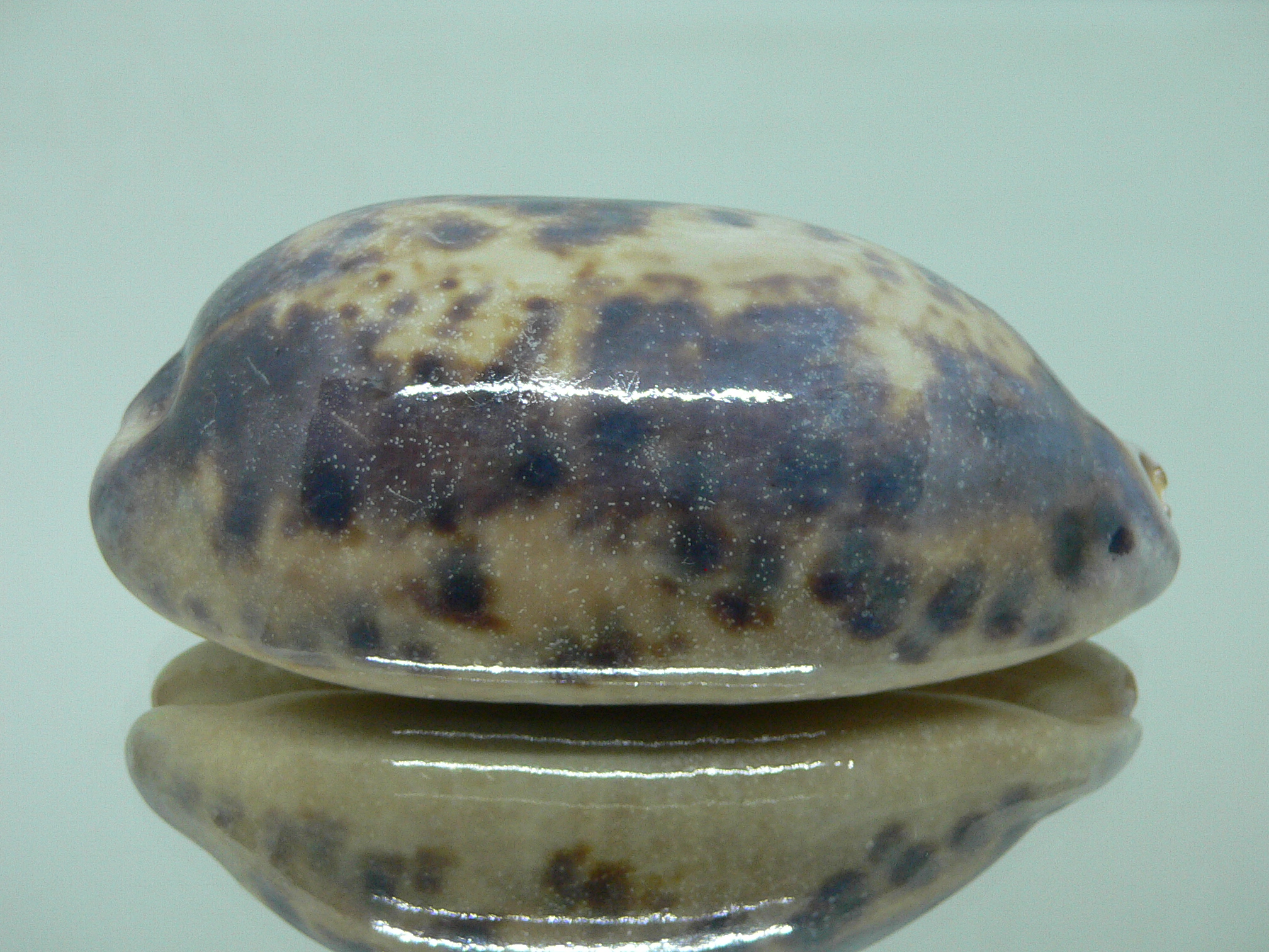 Cypraea testudinaria OVERGLAZE