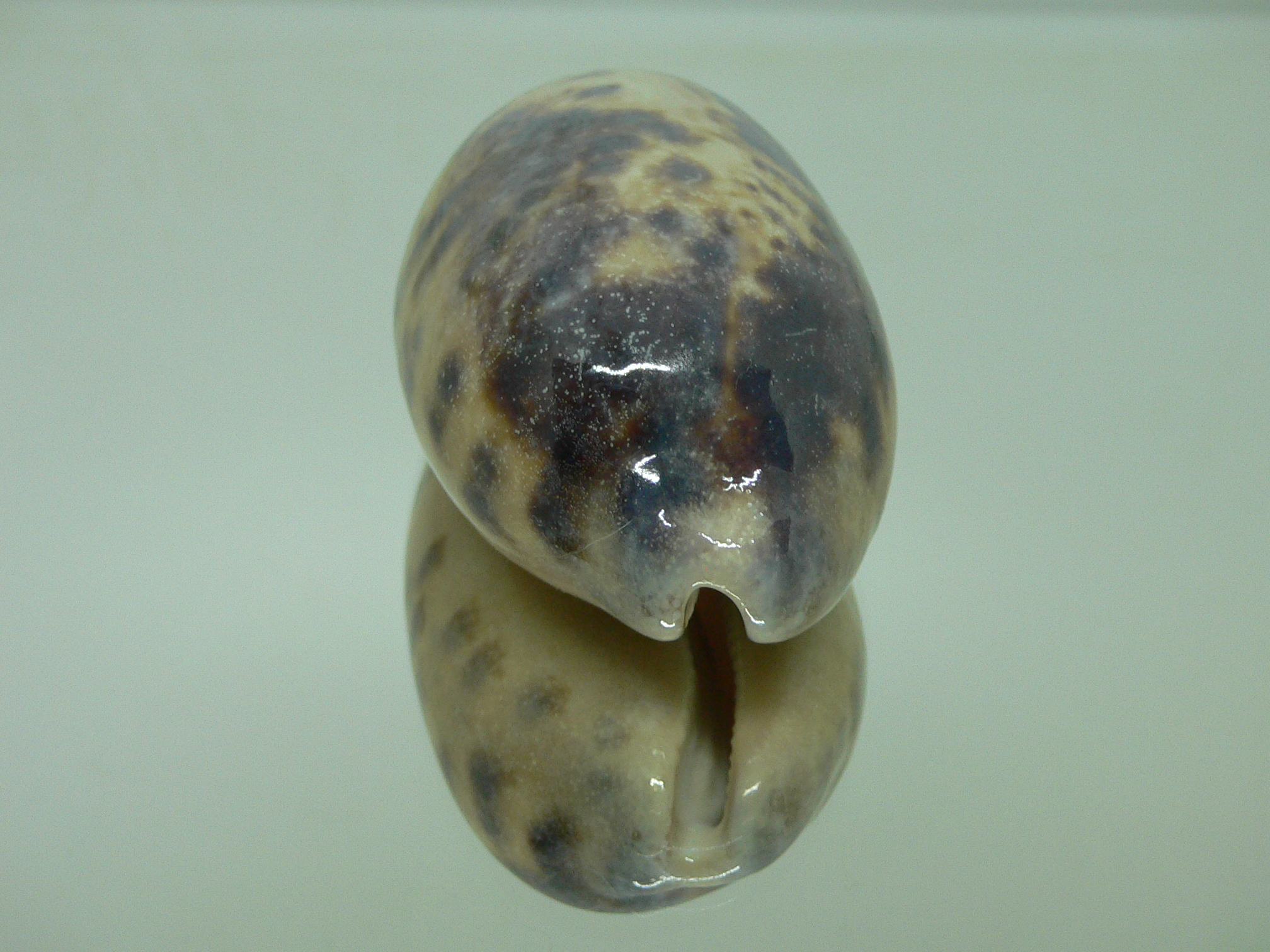 Cypraea testudinaria OVERGLAZE