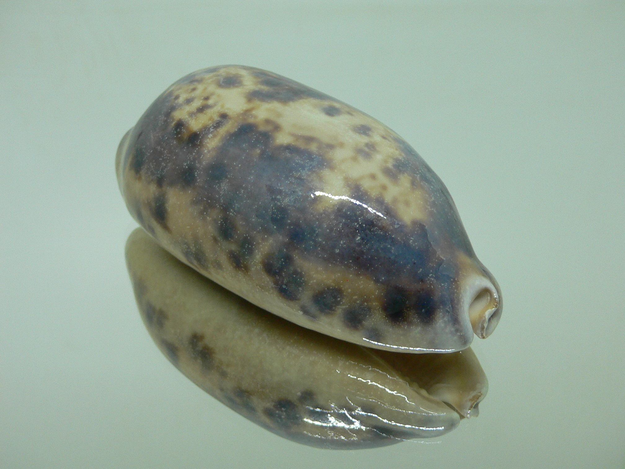 Cypraea testudinaria OVERGLAZE