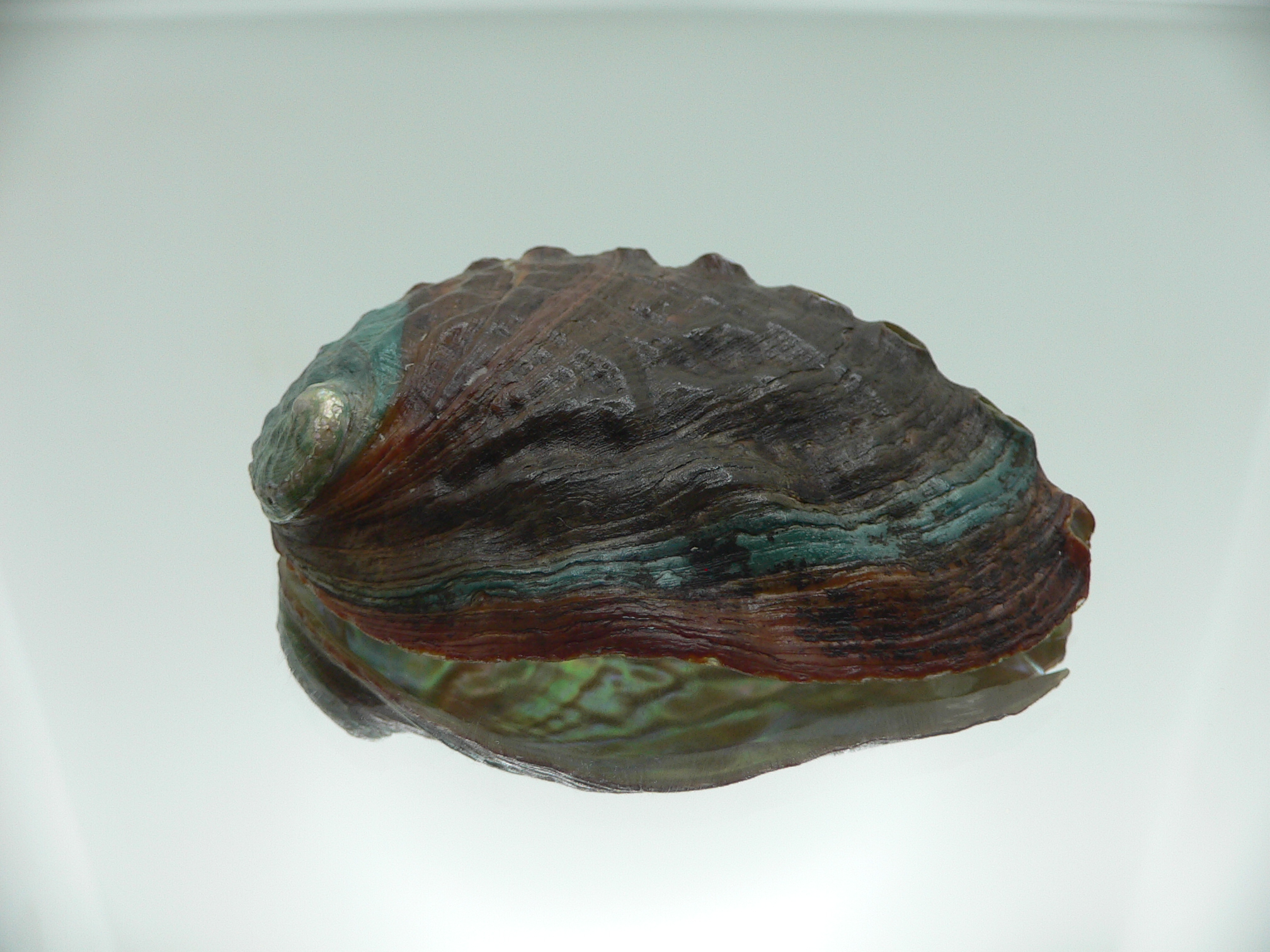 Haliotis discus hannai NICE PATTERN