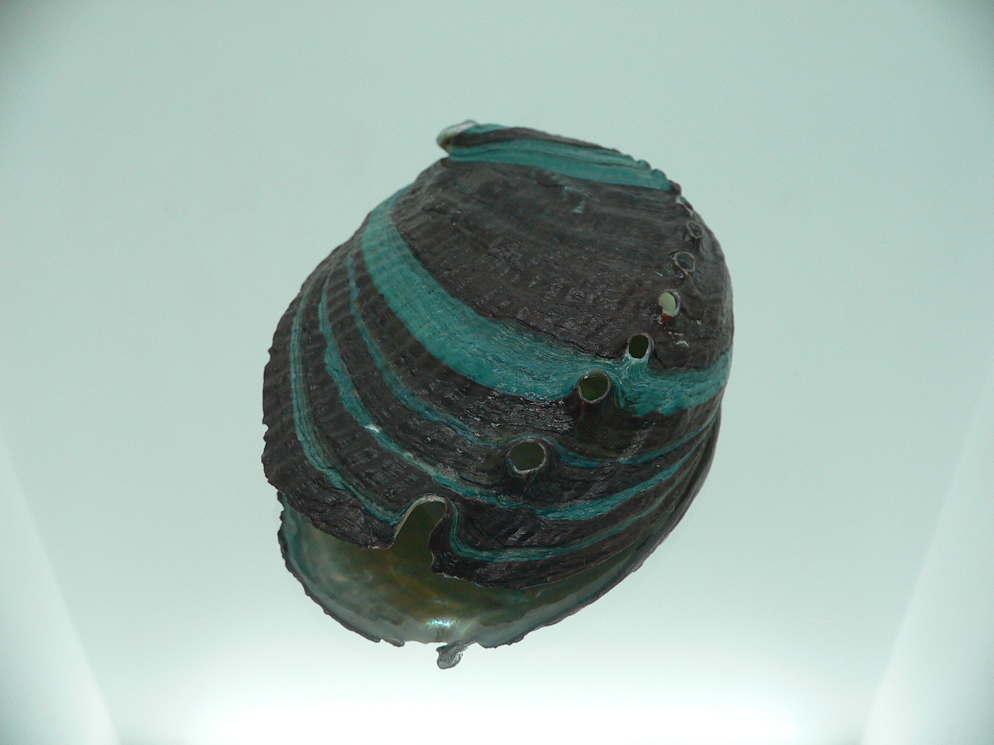 Haliotis discus hannai NICE PATTERN