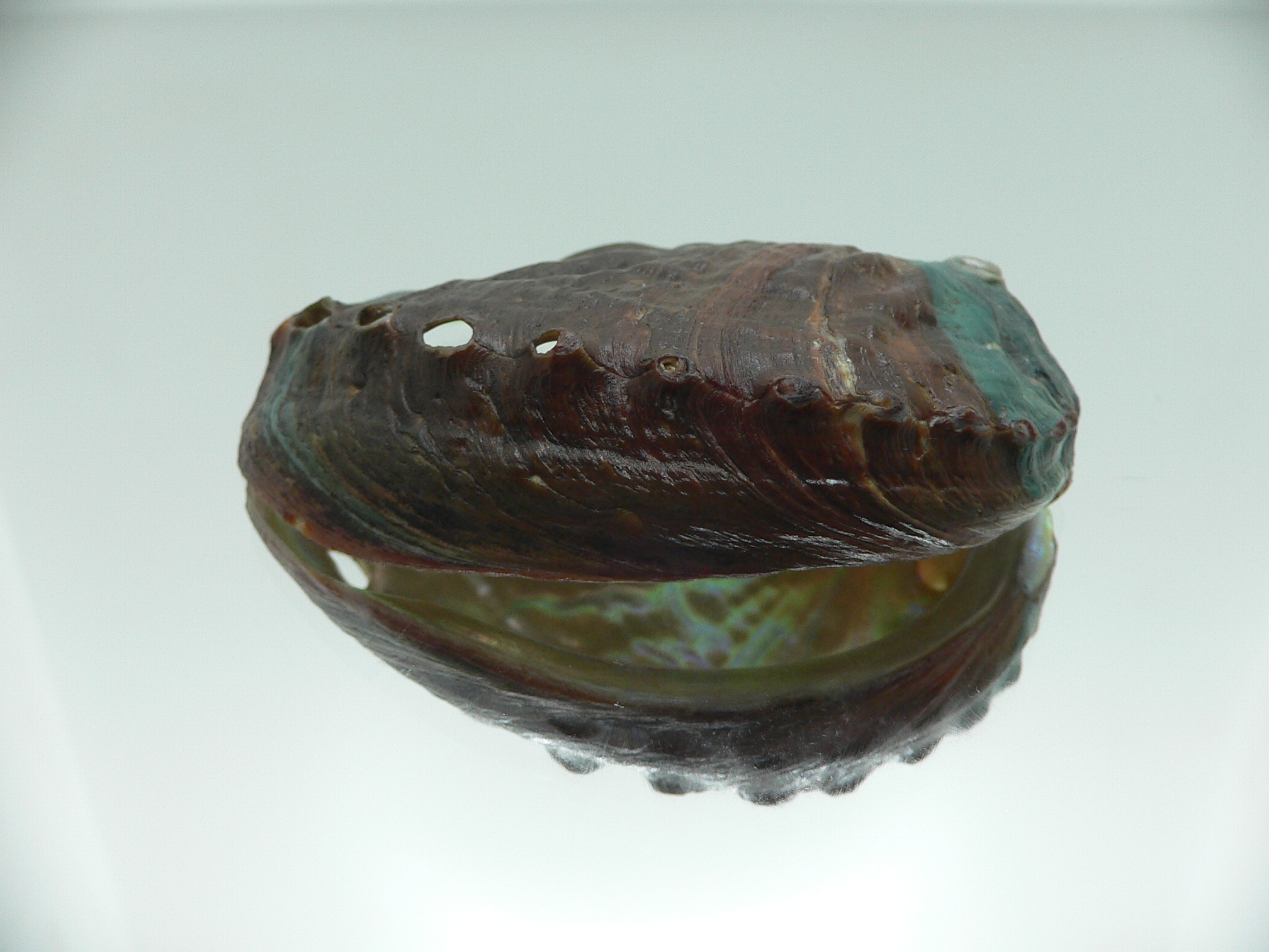 Haliotis discus hannai NICE PATTERN