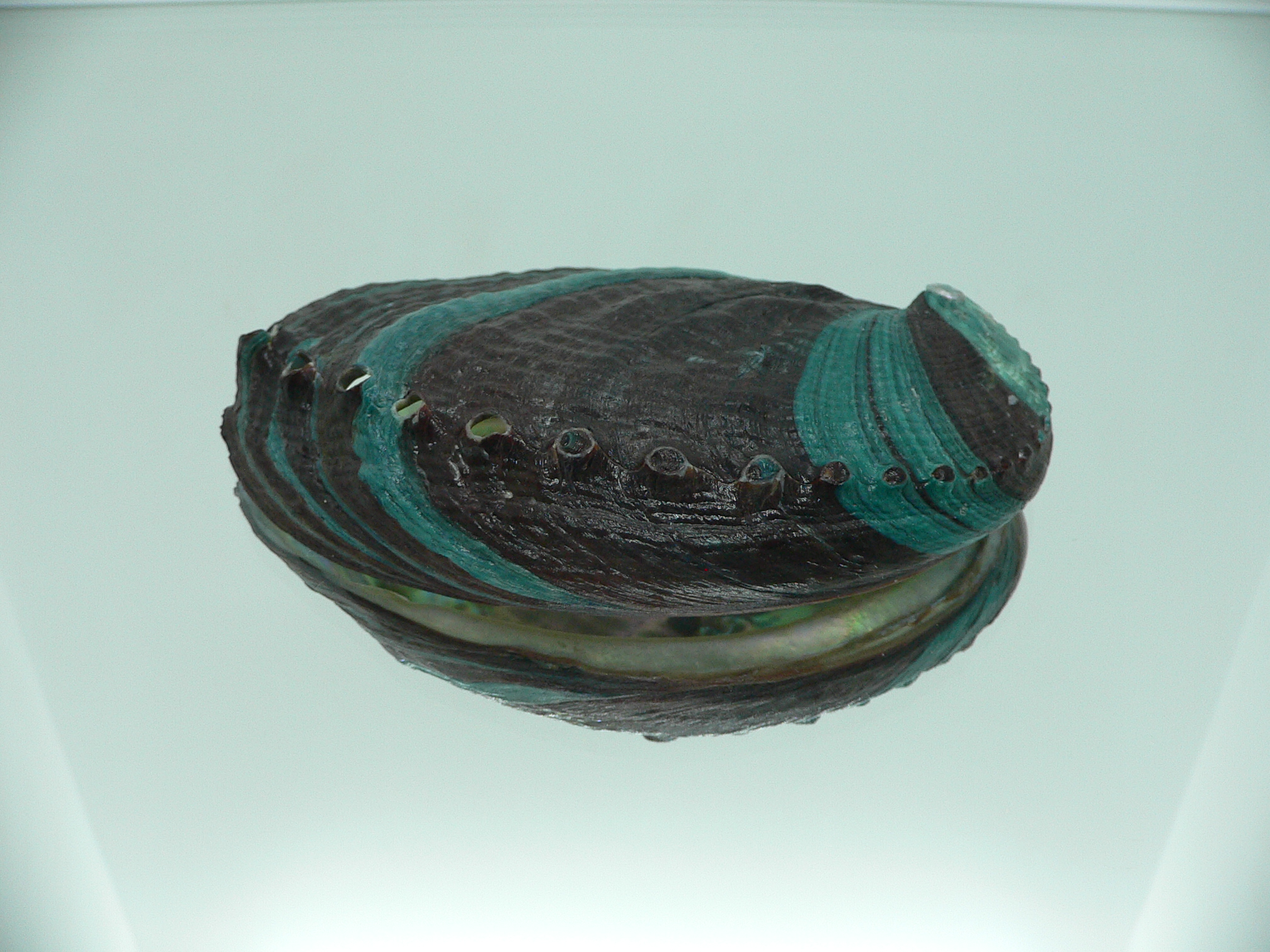 Haliotis discus hannai NICE PATTERN