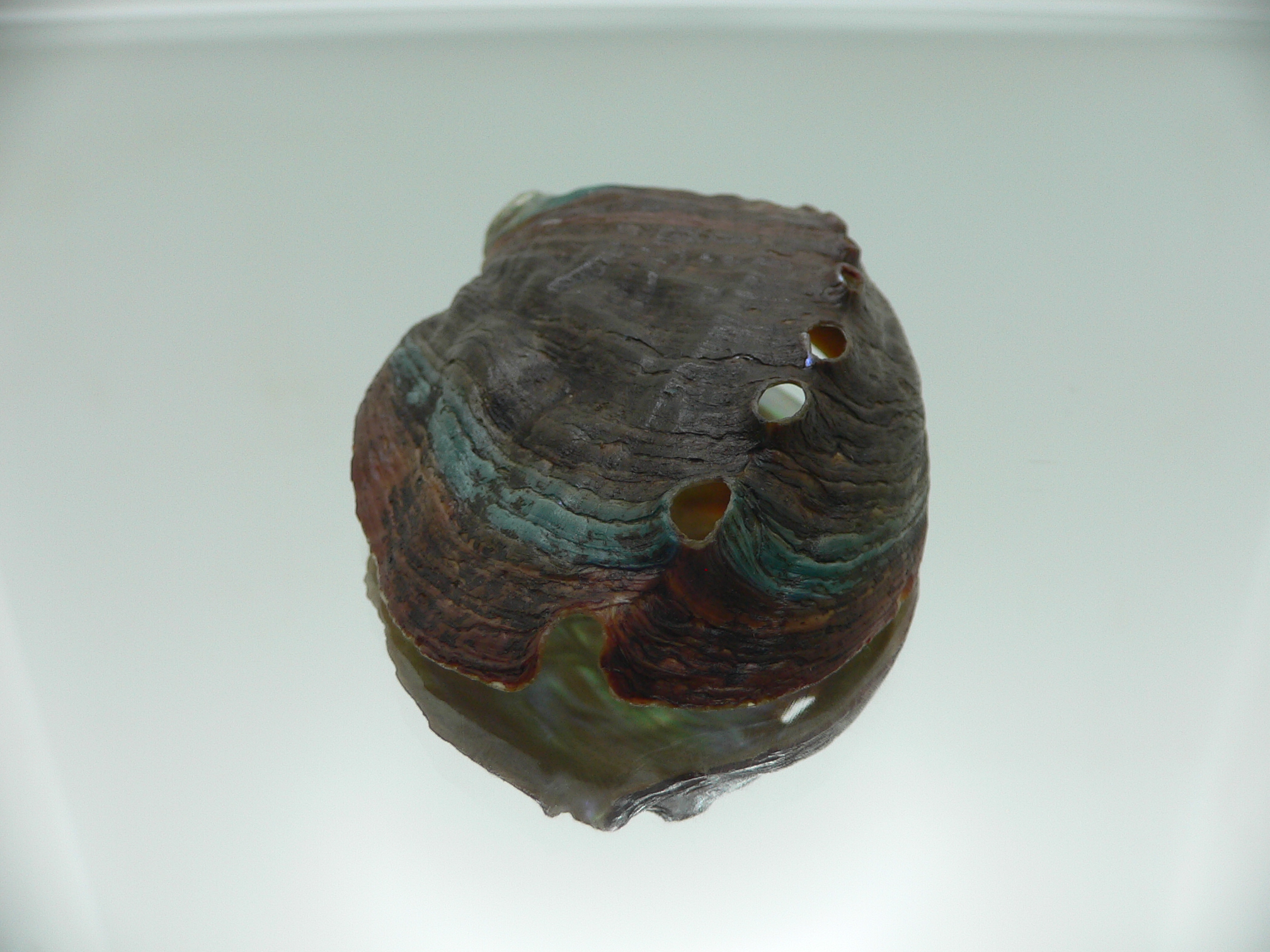 Haliotis discus hannai NICE PATTERN