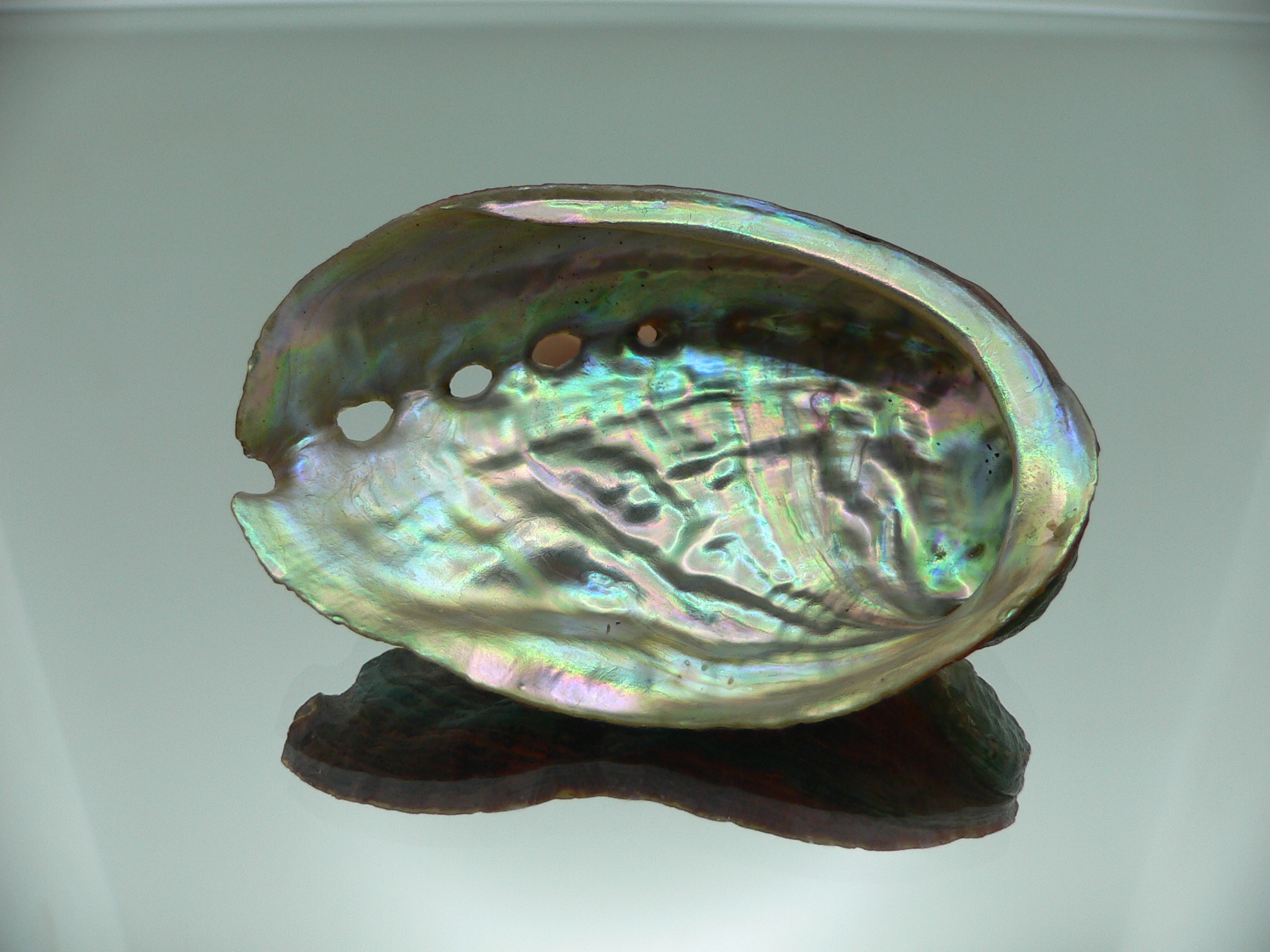 Haliotis discus hannai NICE PATTERN