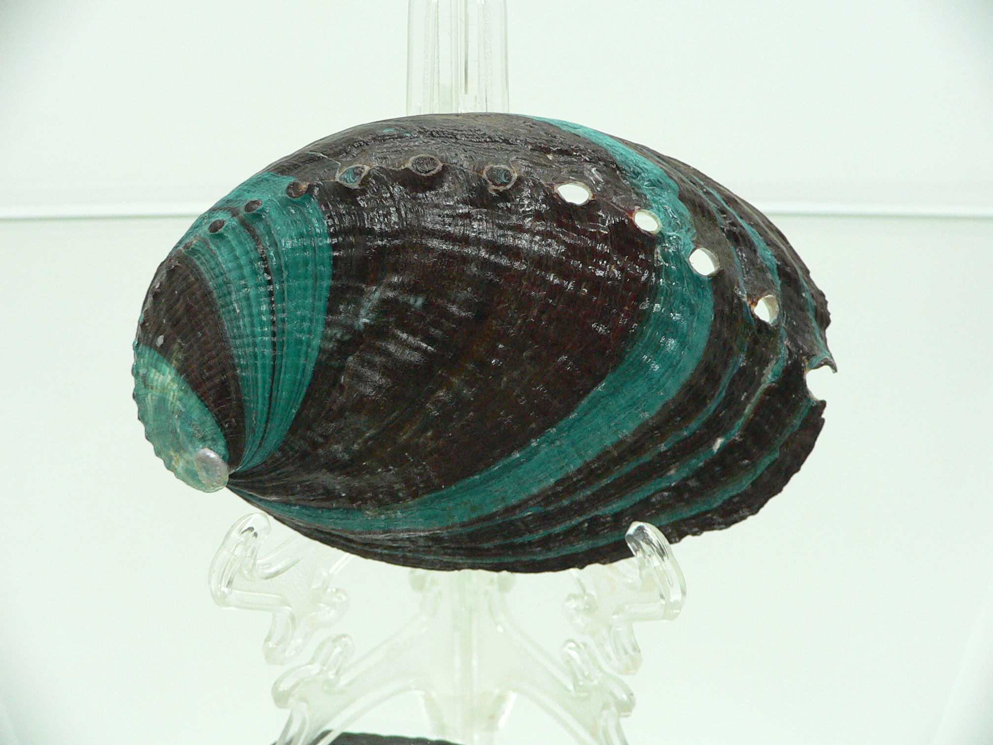 Haliotis discus hannai NICE PATTERN