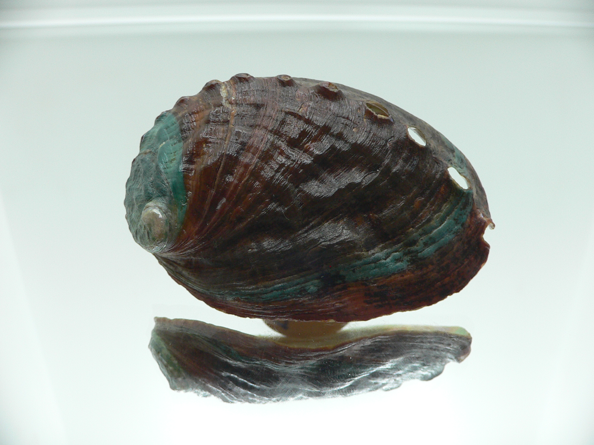 Haliotis discus hannai NICE PATTERN