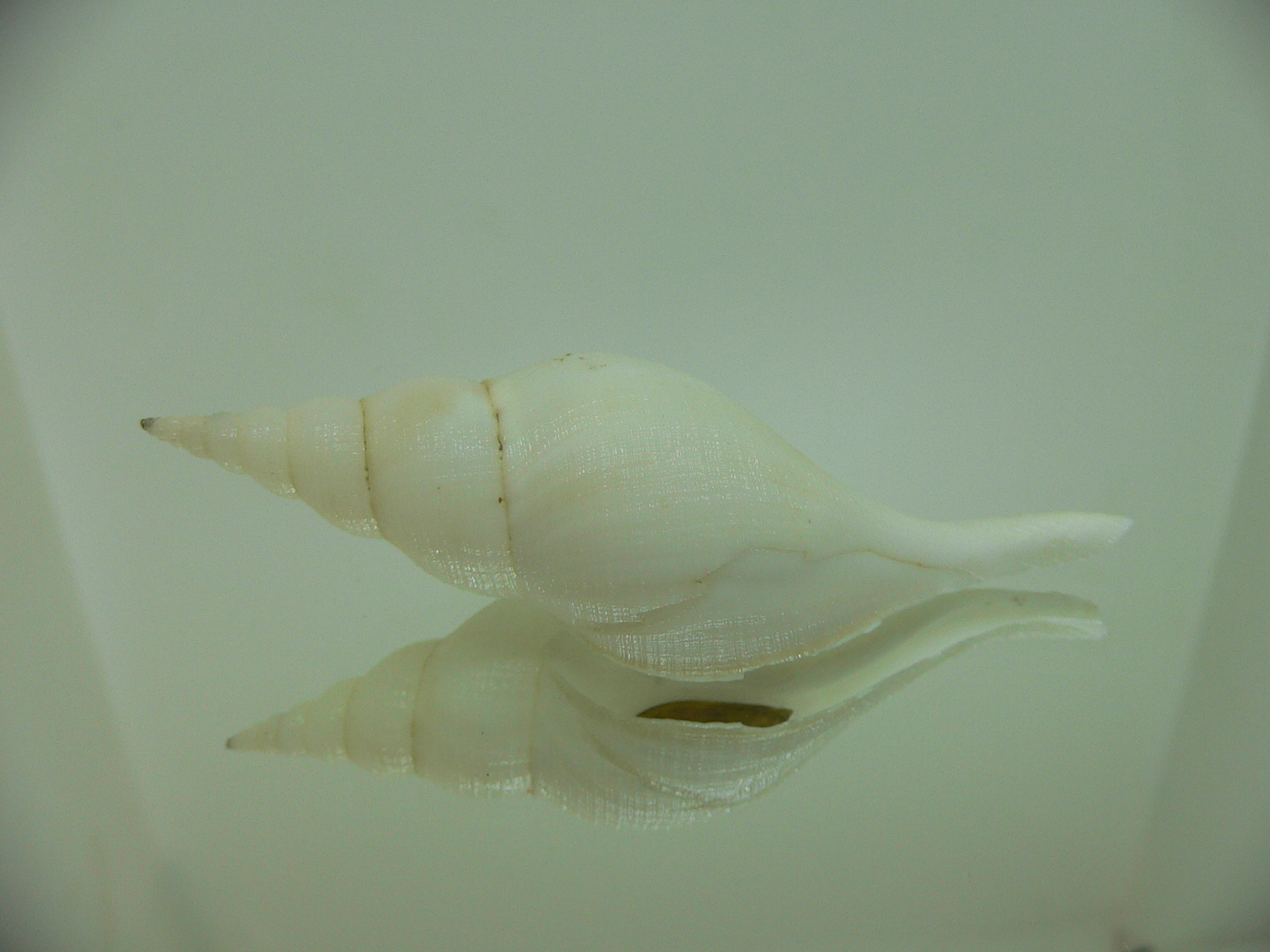Chryseofusus hyphalus WHITE