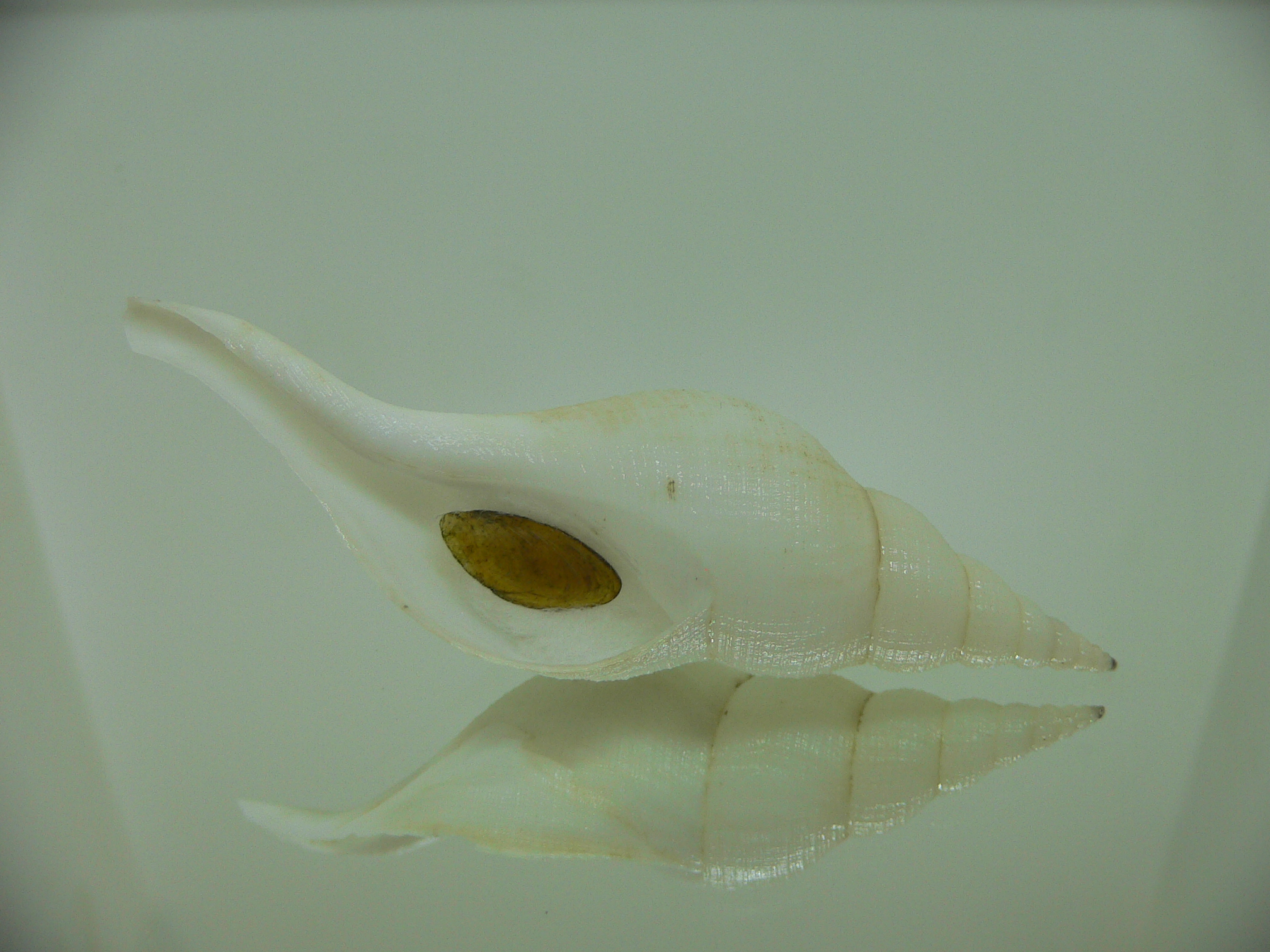 Chryseofusus hyphalus WHITE