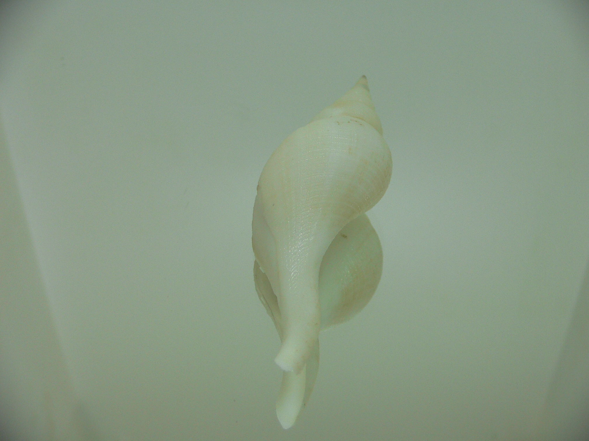 Chryseofusus hyphalus WHITE