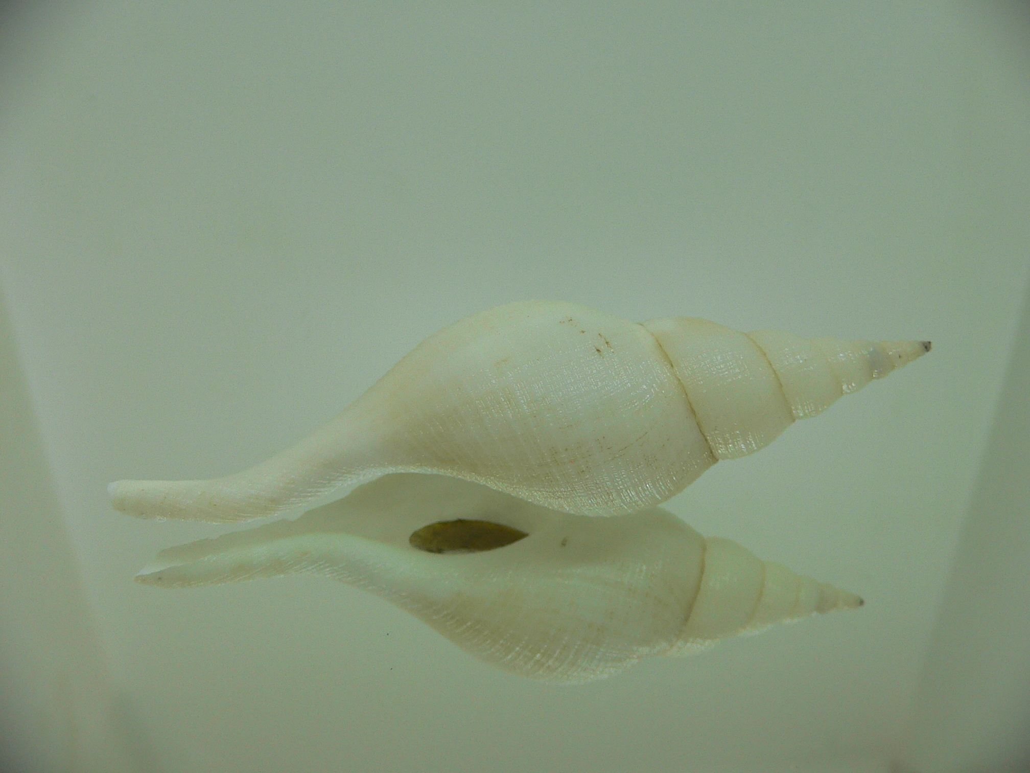 Chryseofusus hyphalus WHITE