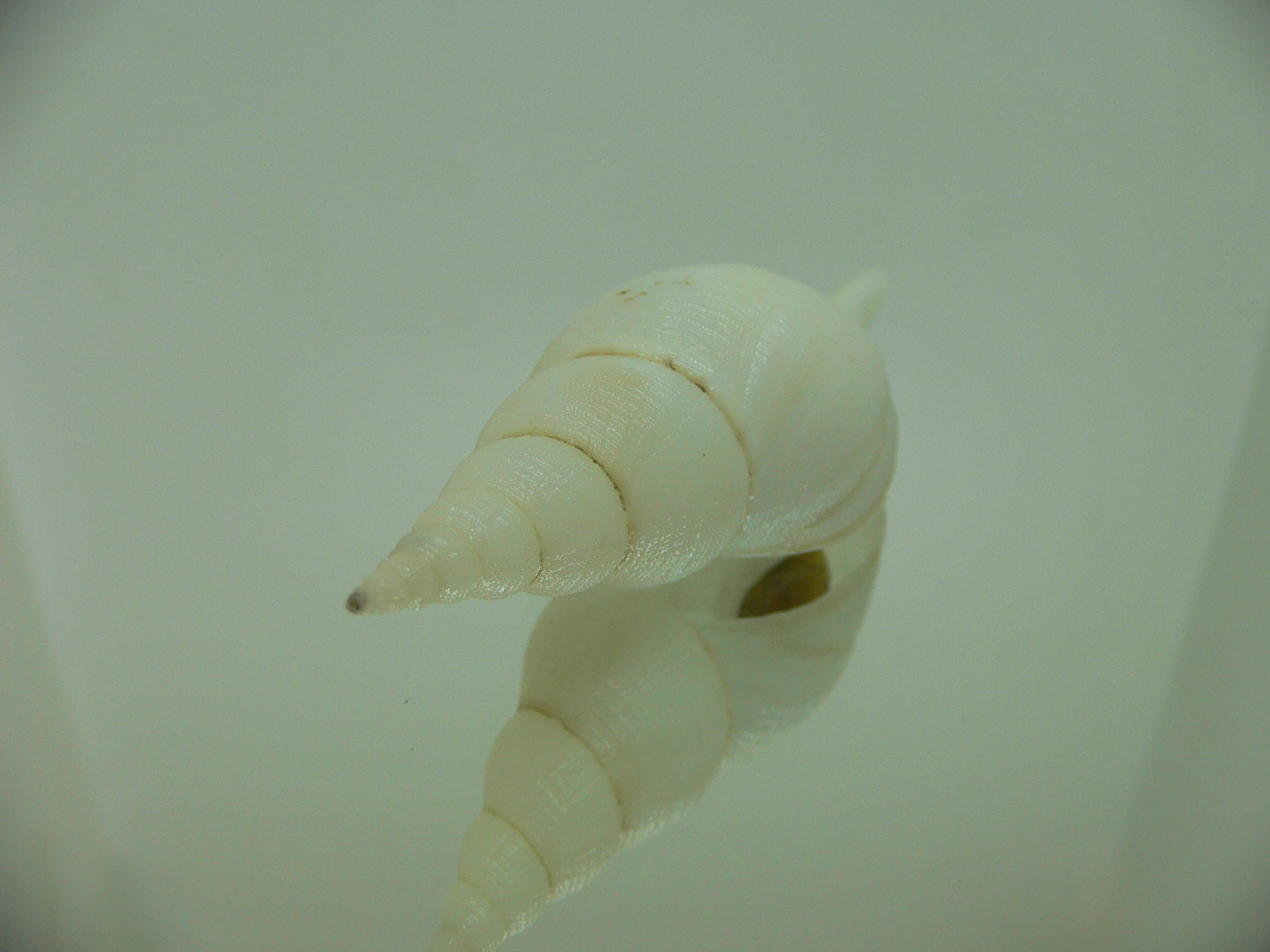 Chryseofusus hyphalus WHITE