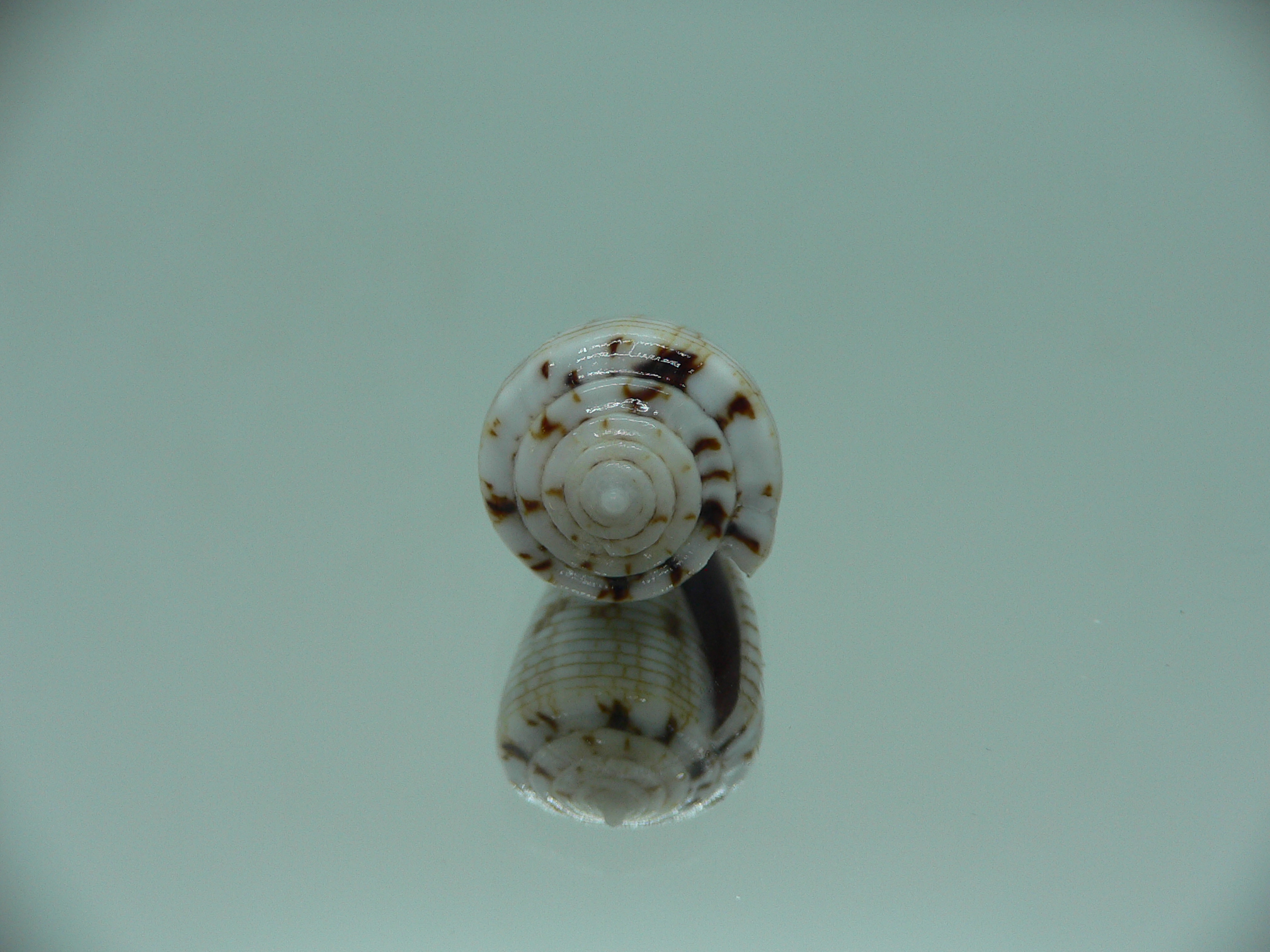 Conus melvilli STRIPES