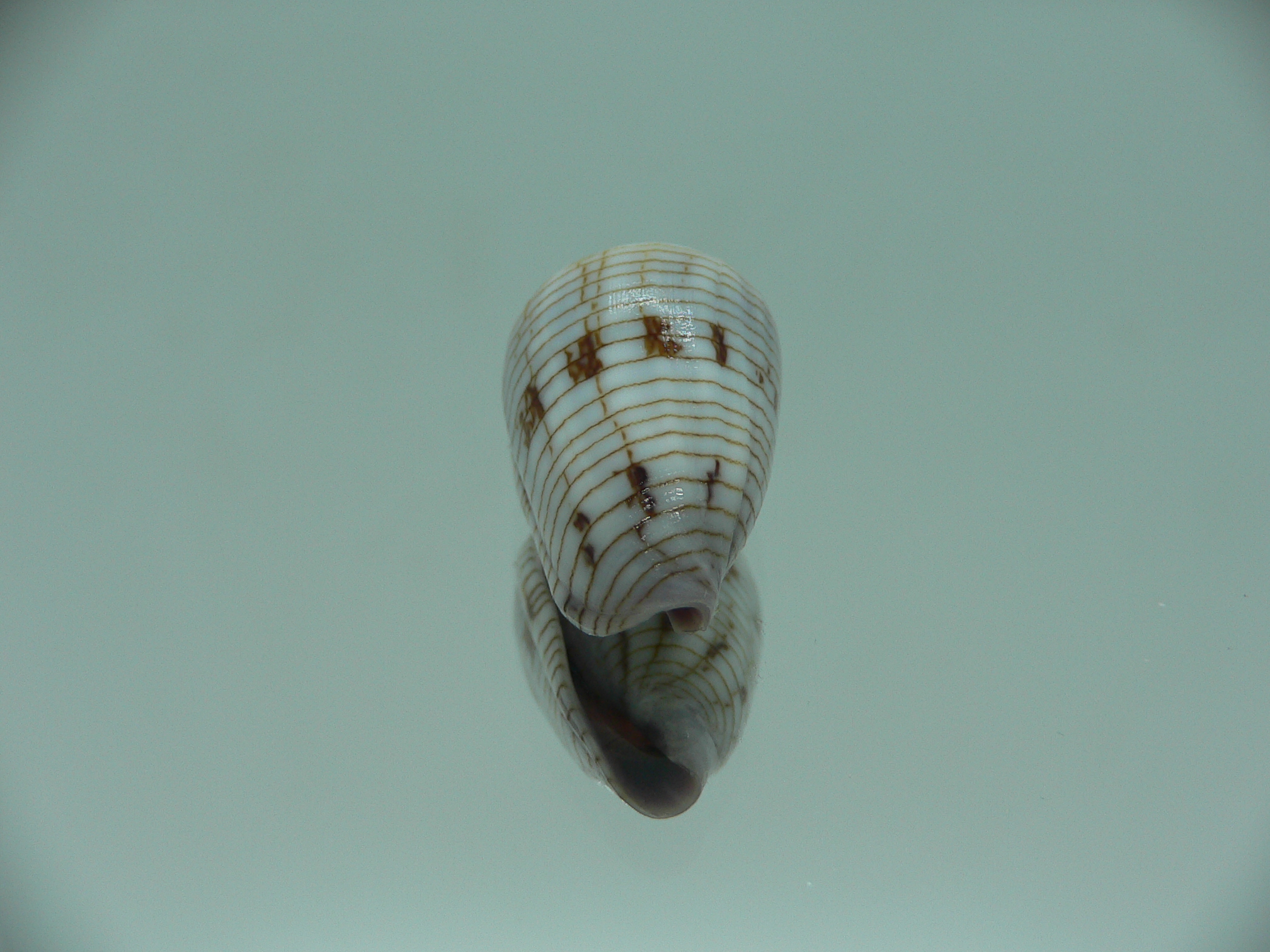 Conus melvilli STRIPES