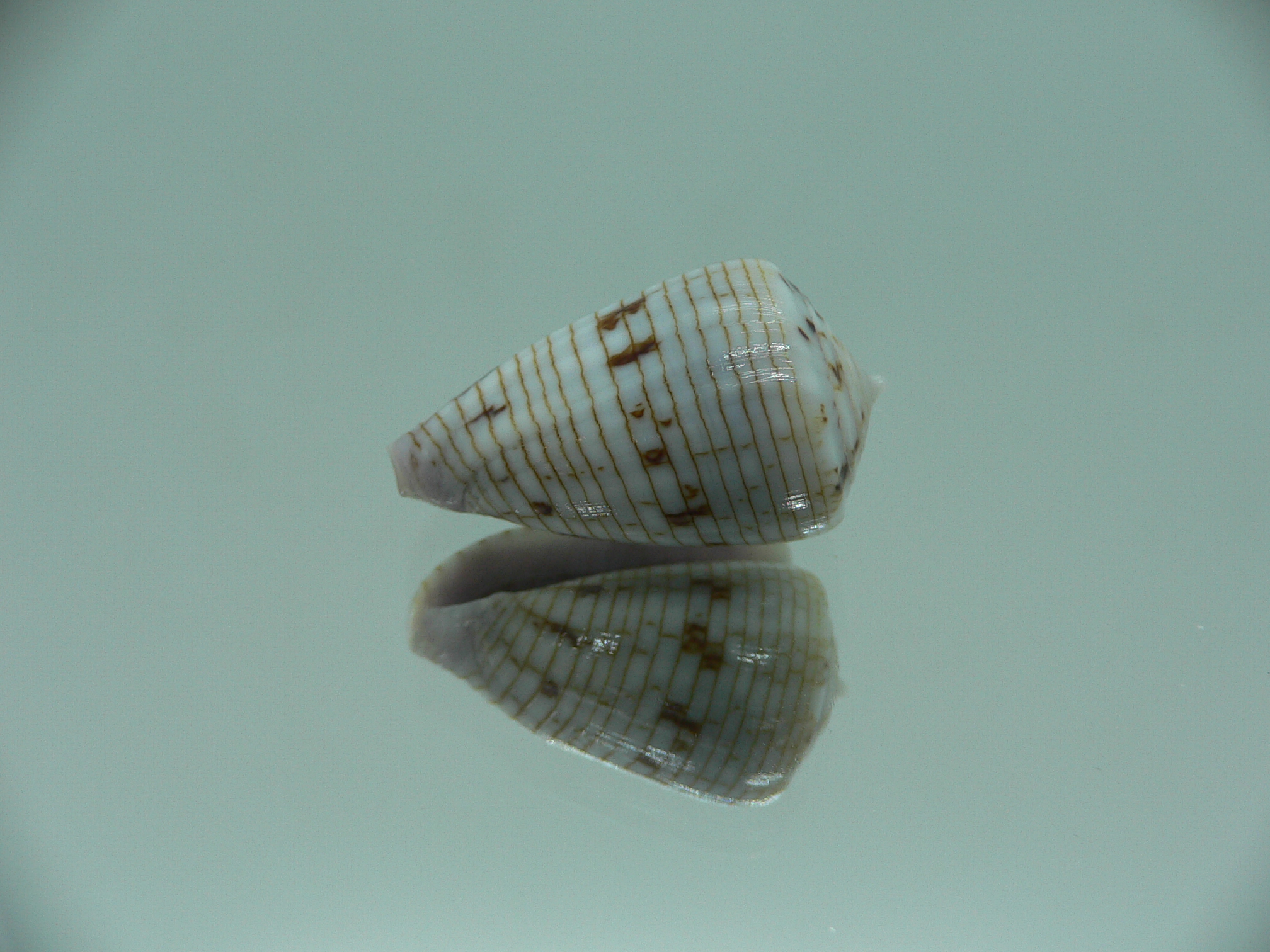 Conus melvilli STRIPES