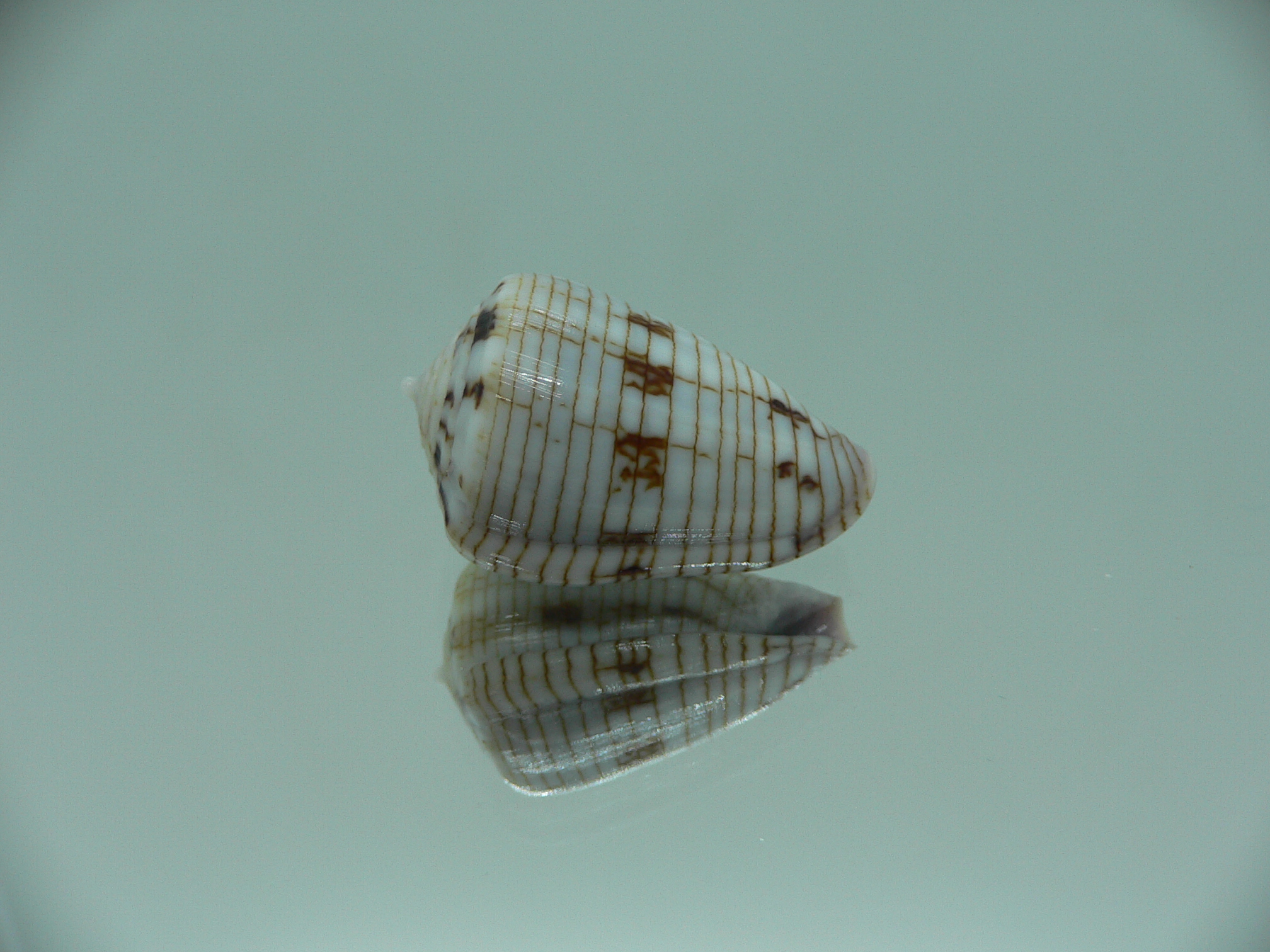 Conus melvilli STRIPES
