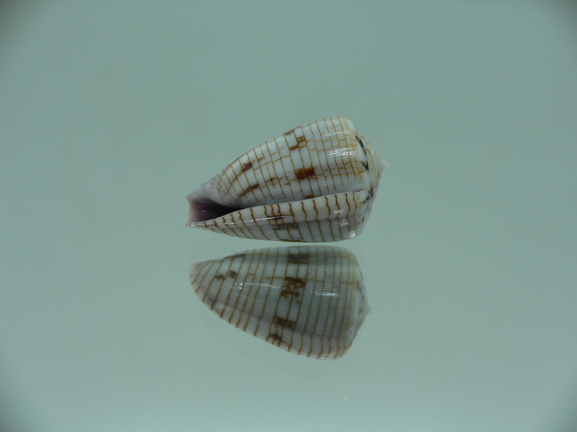 Conus melvilli STRIPES