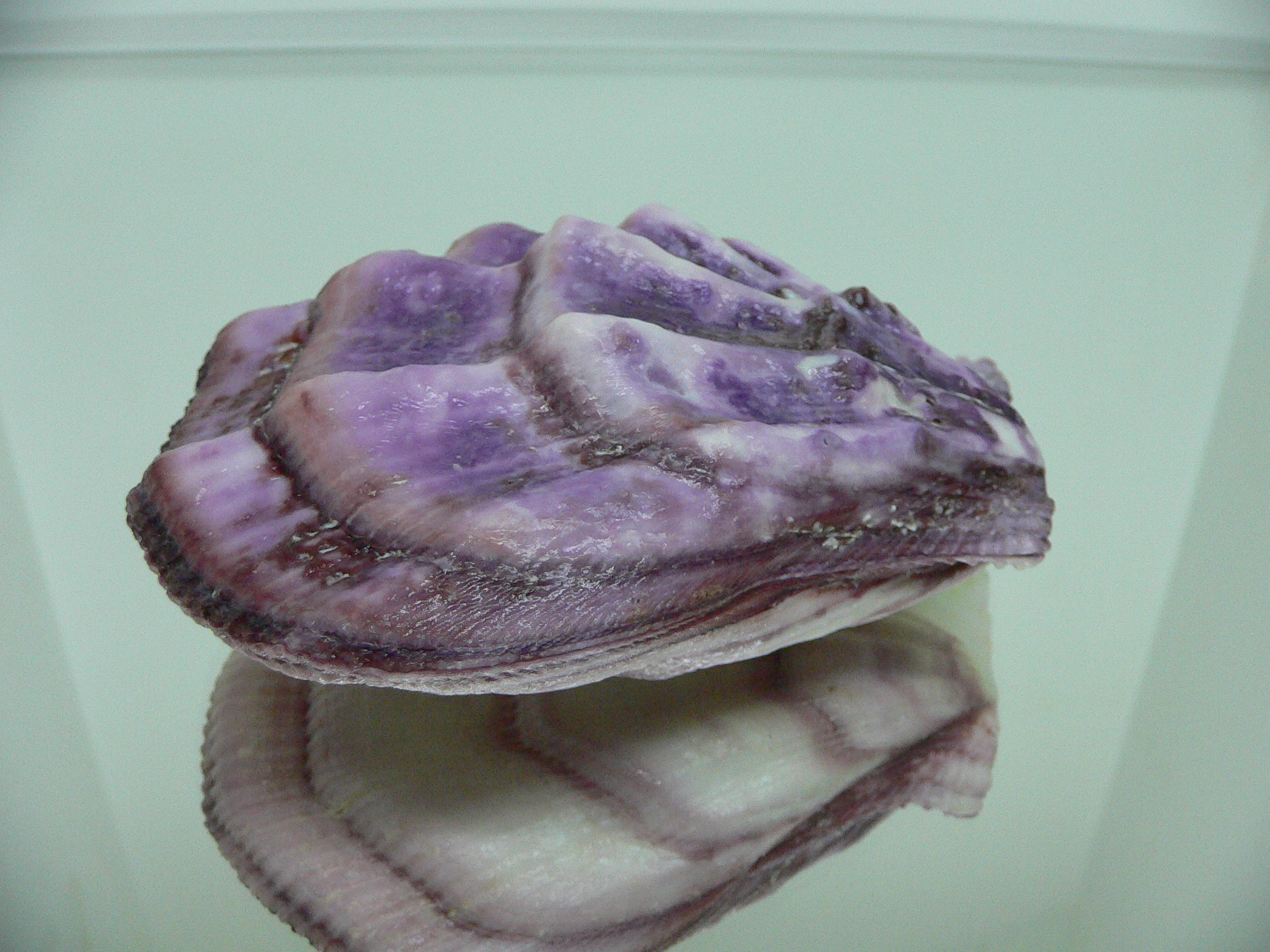Swiftopecten swiftii BIG & RARE COLOR