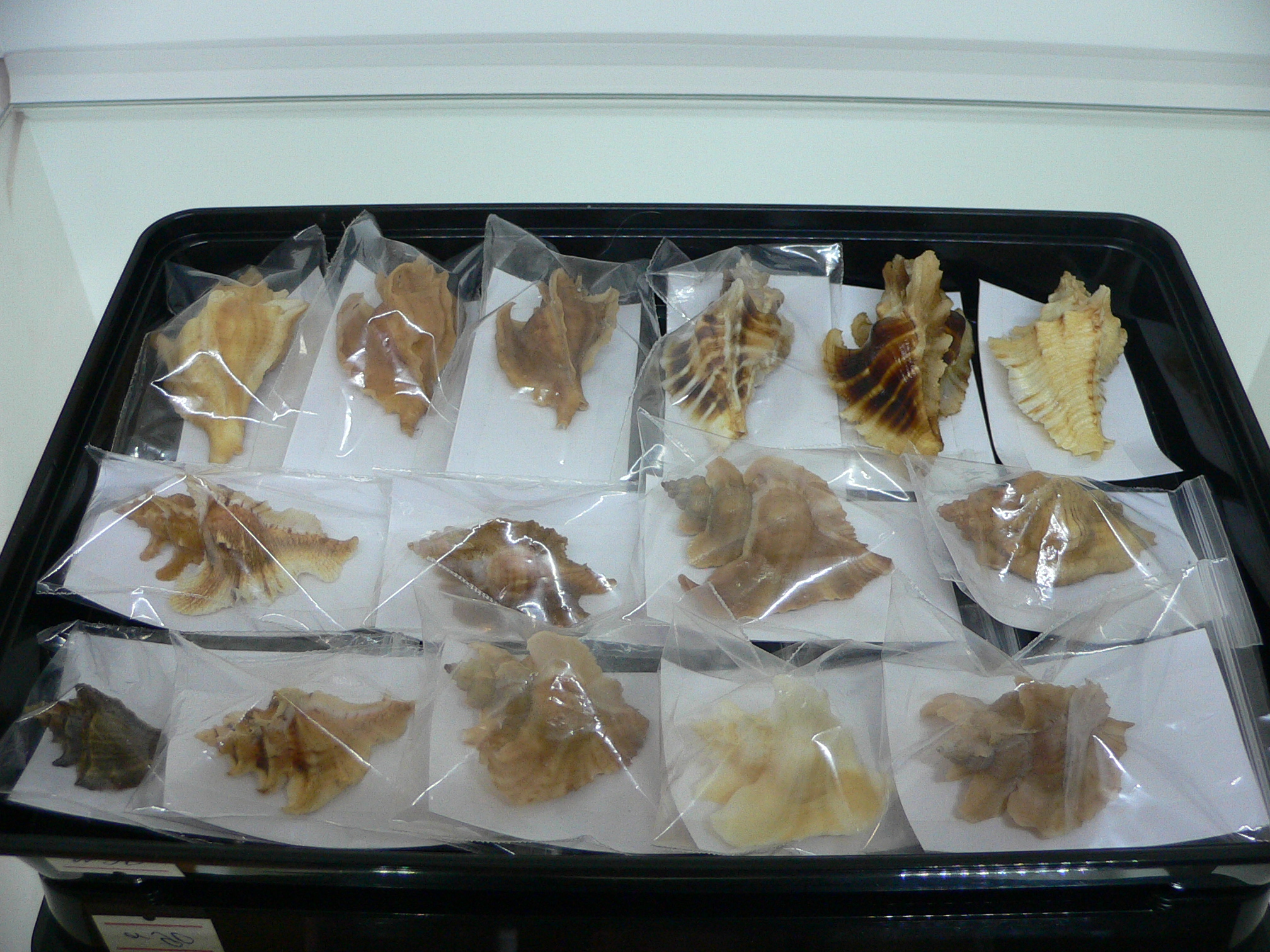 Pteropurpura esycha VERY BIG