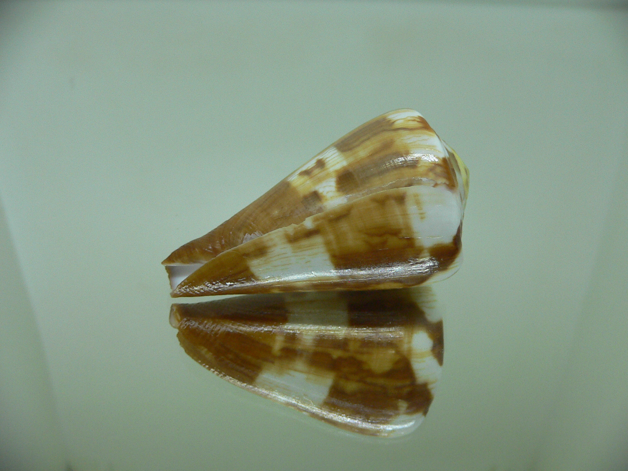 Conus vexillum