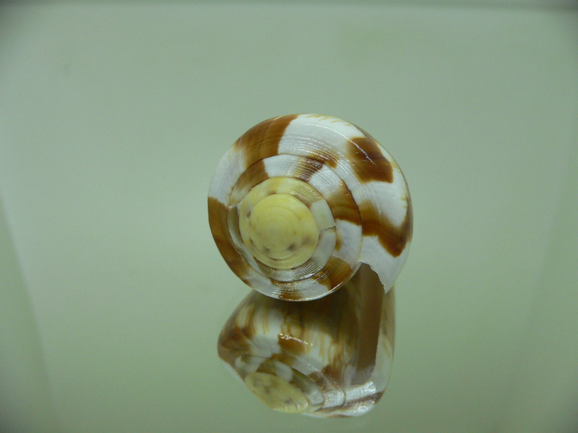 Conus vexillum