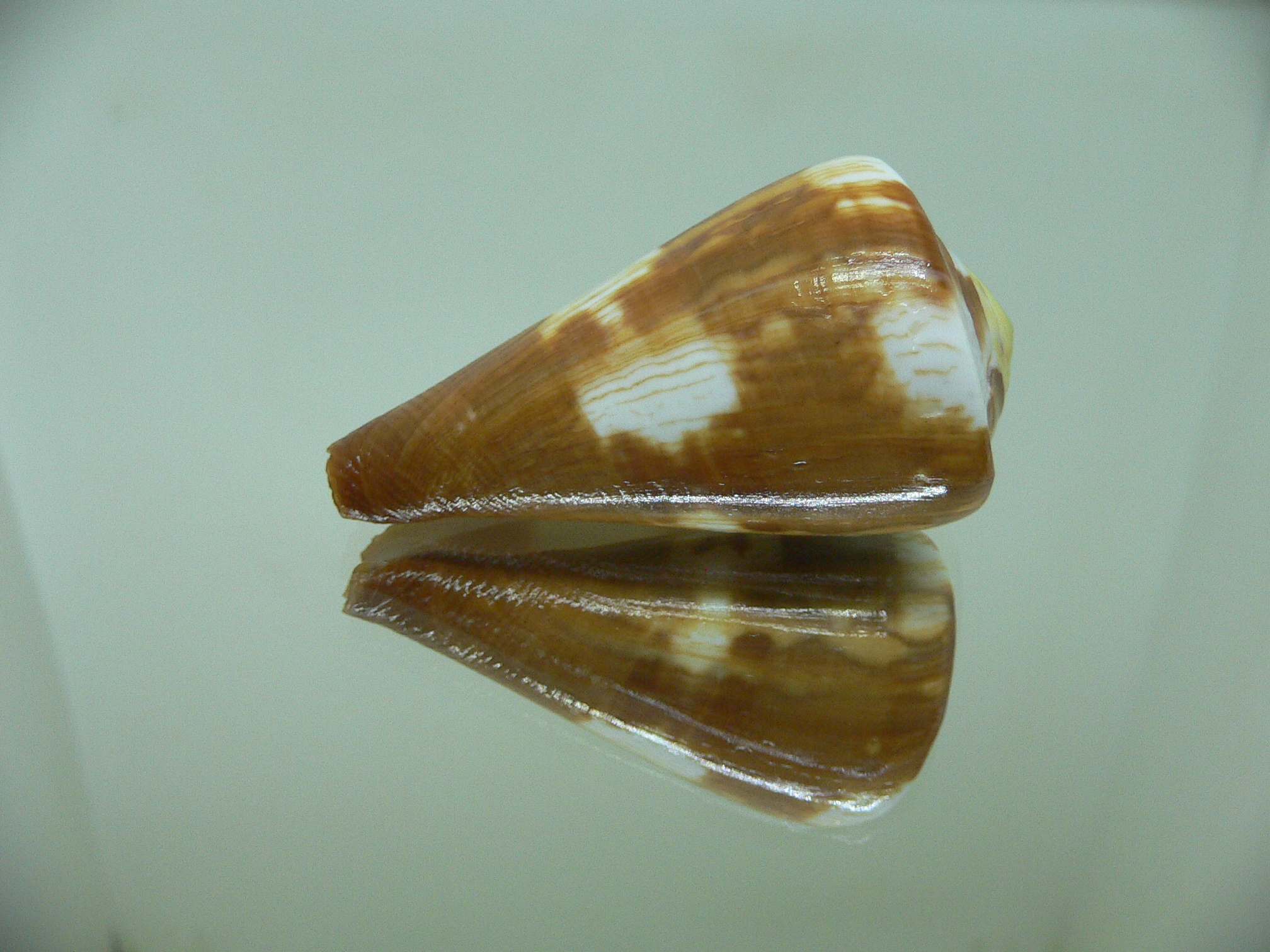 Conus vexillum