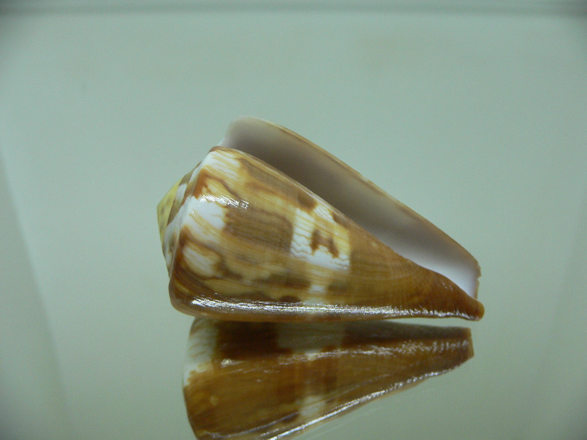 Conus vexillum