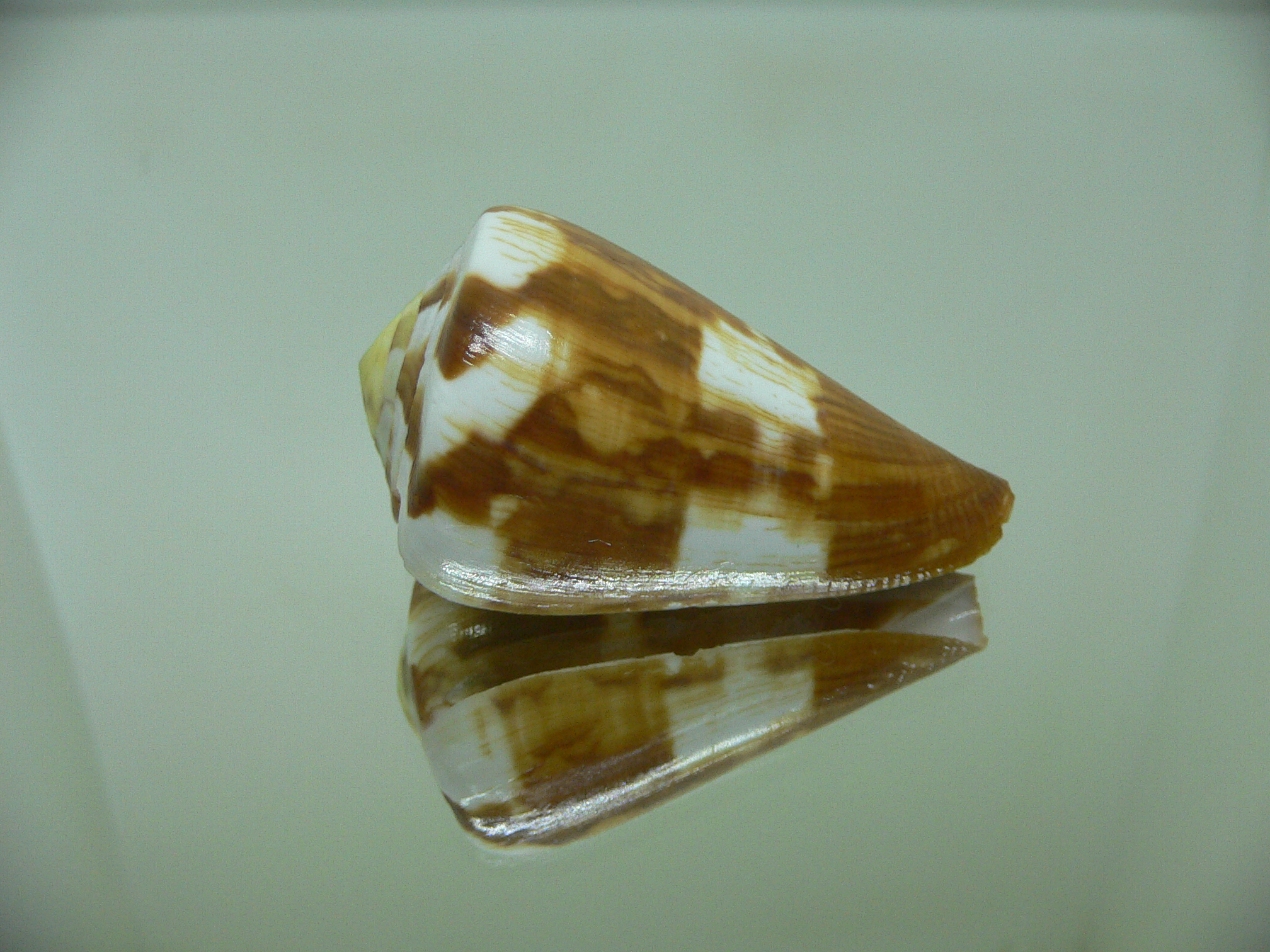 Conus vexillum