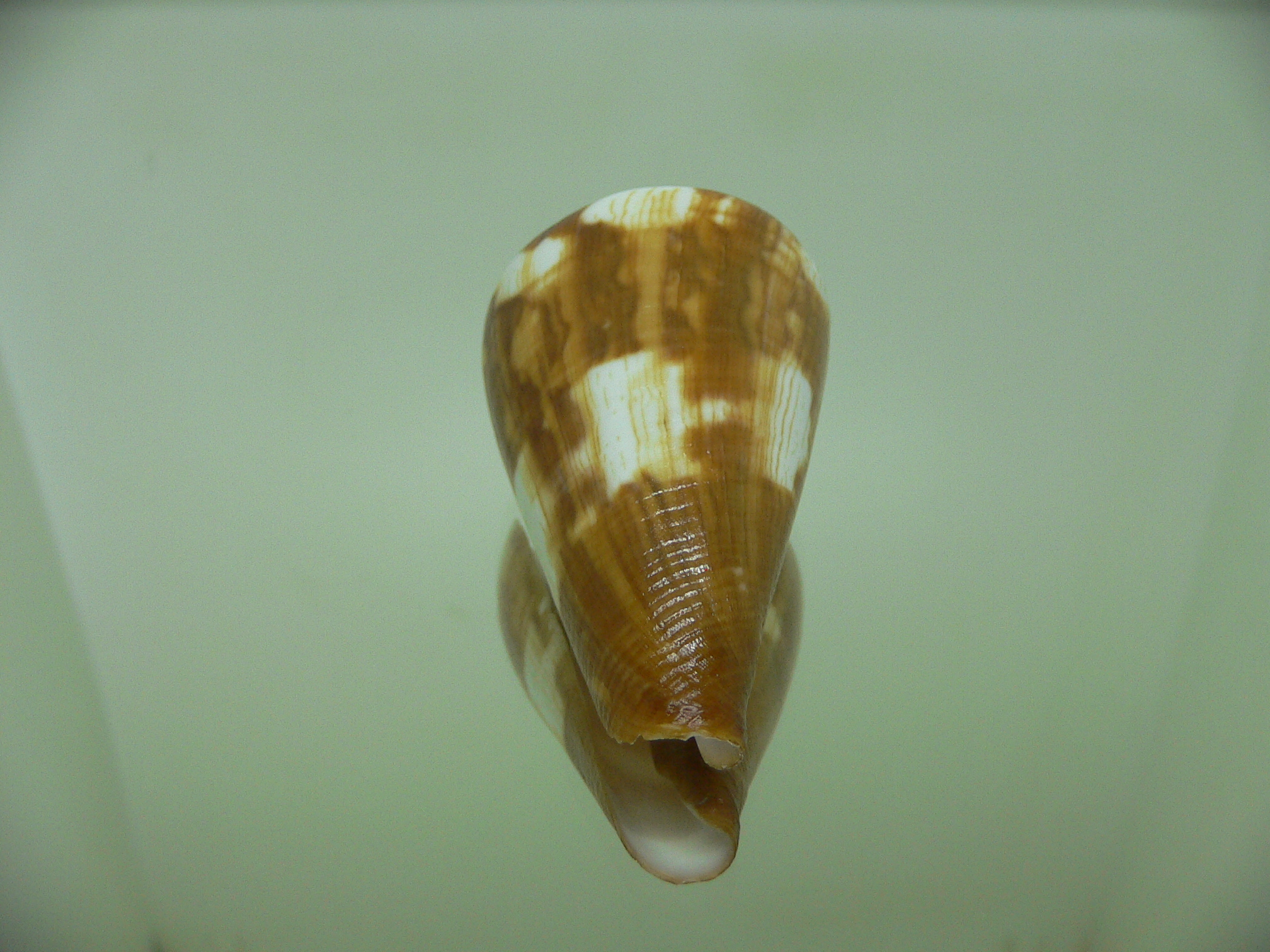 Conus vexillum